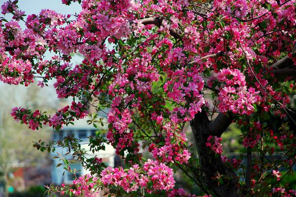 Rosa Apfelblüten an einem sonnigen Tag