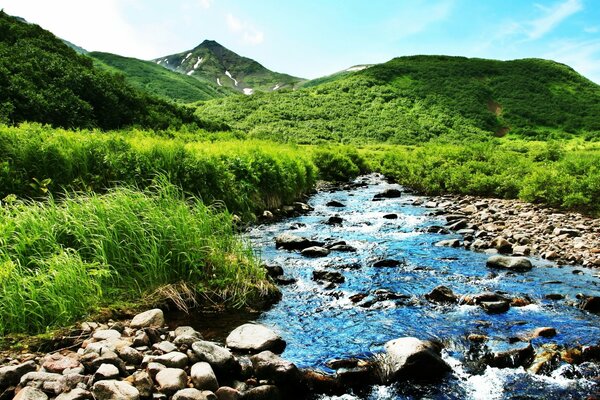 Un arroyo de montaña en medio de una exuberante vegetación