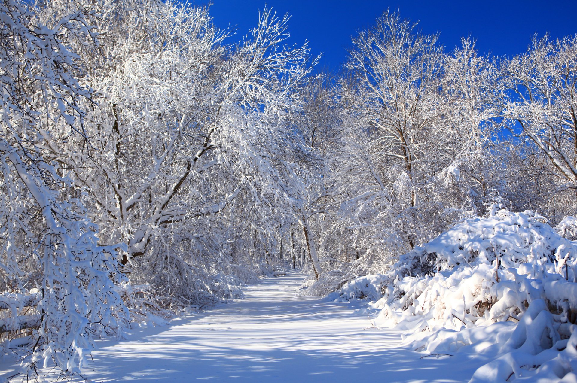 nature hiver route neige ciel arbres