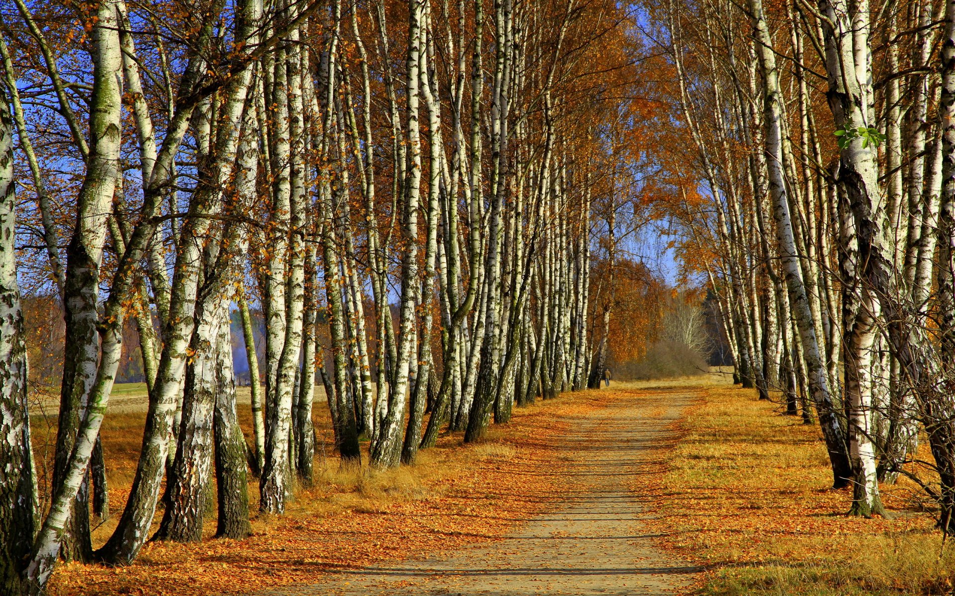 arbres automne