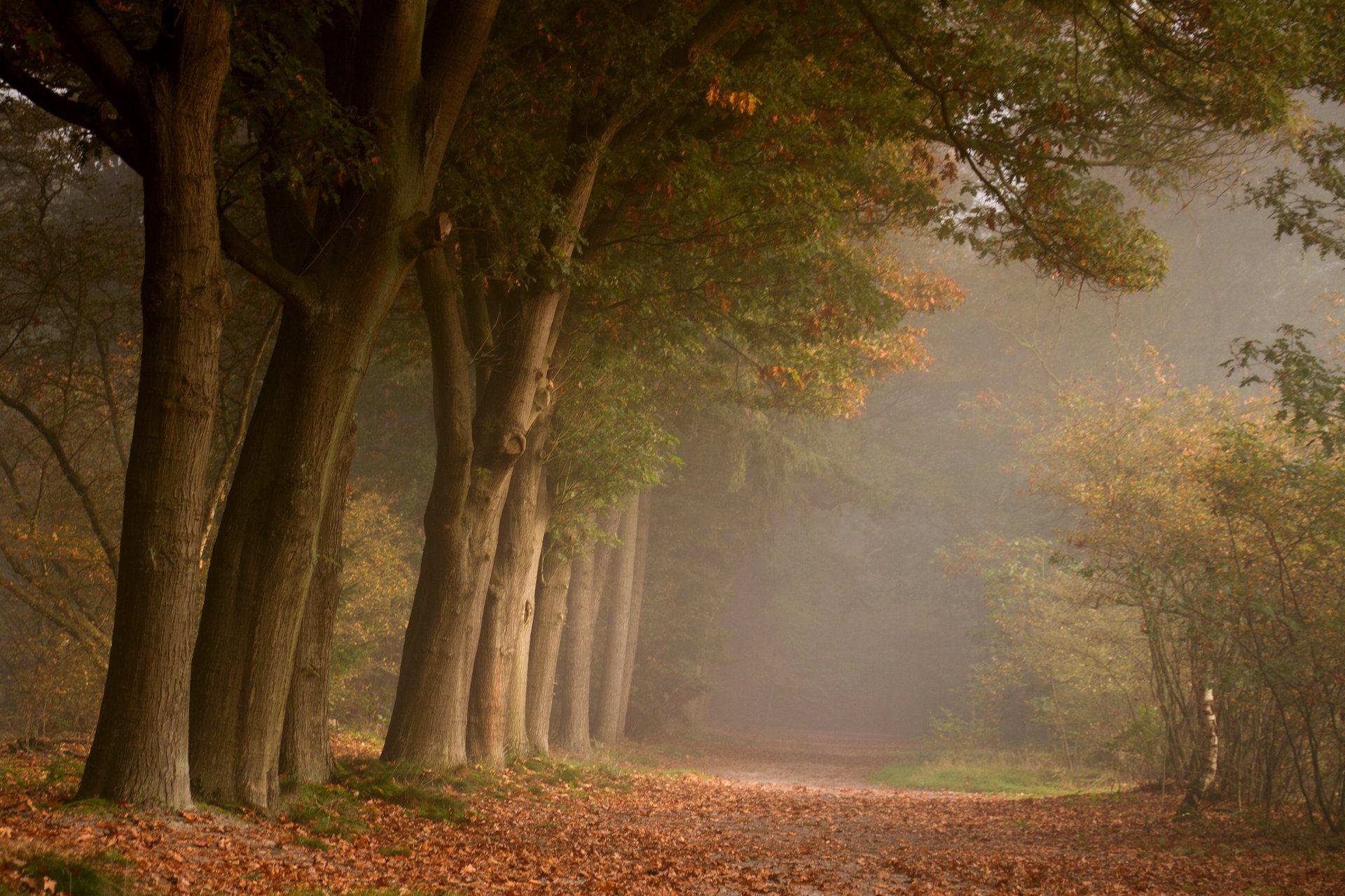природа дорога лес листва осень