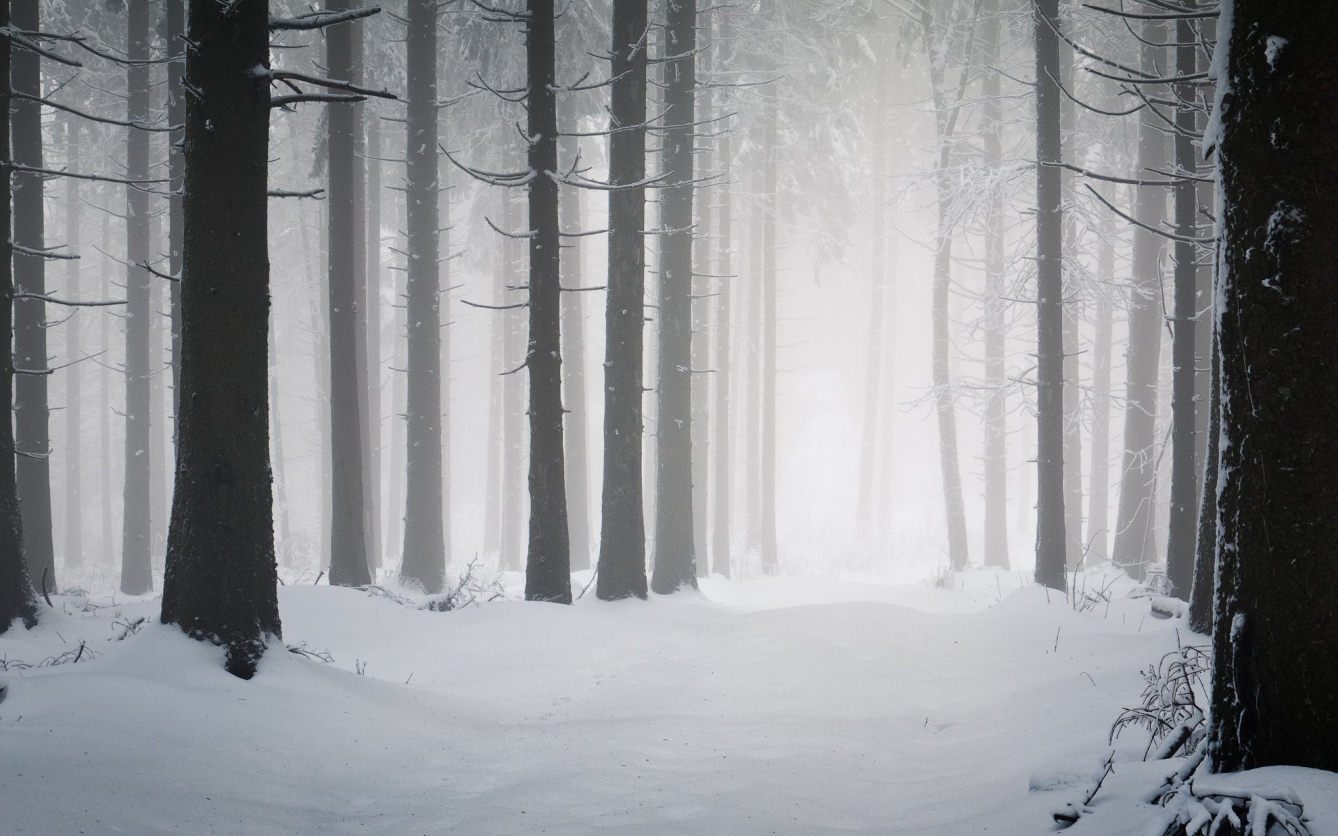 natura invernale inverno neve gelo freddo foreste albero alberi radura strada strade tronchi nevicate sfondi invernali