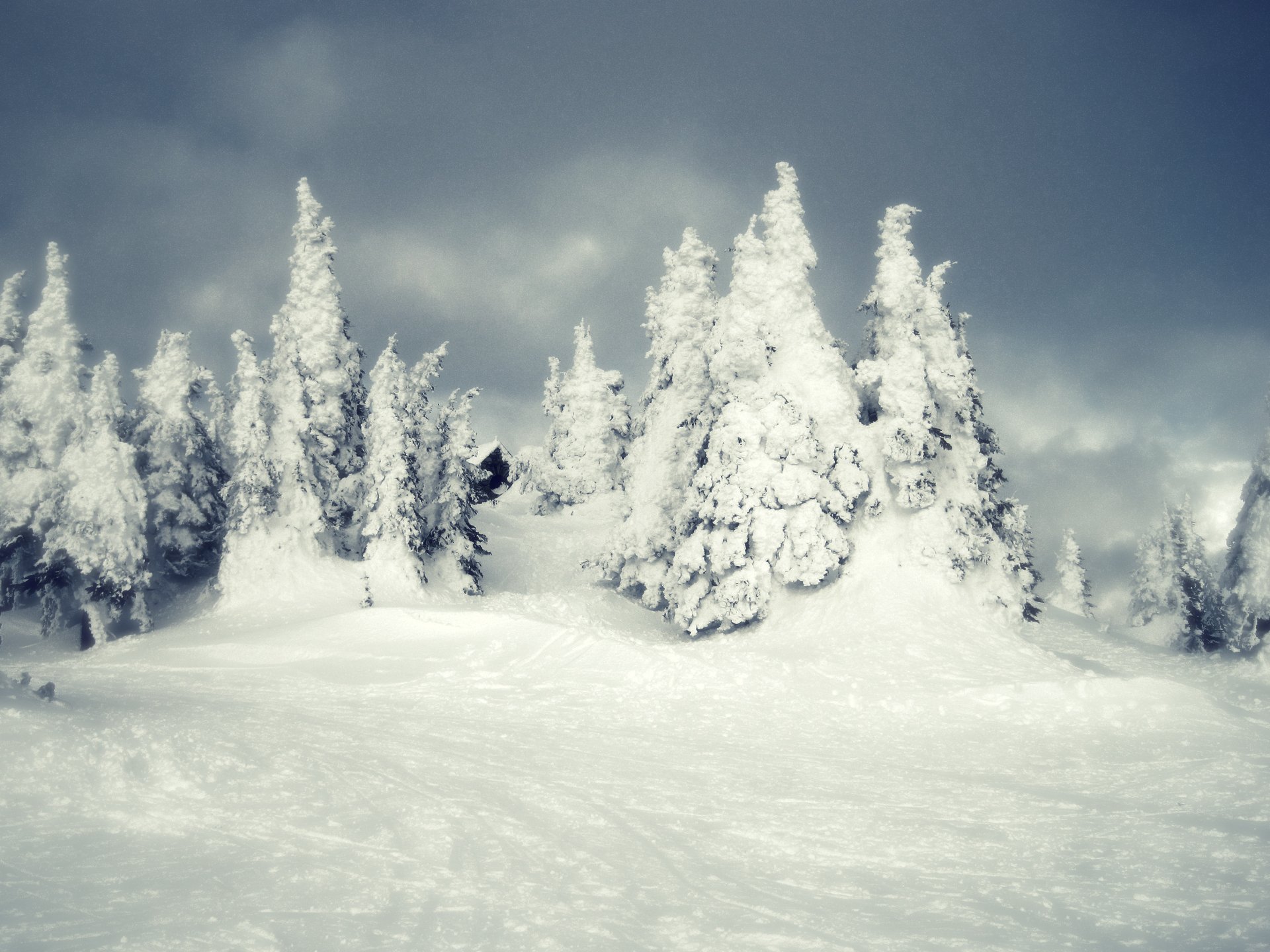 winter snow forest