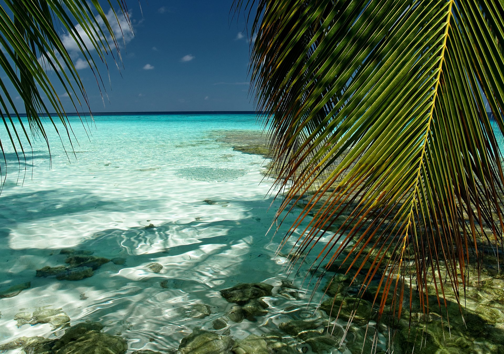 nature the maldives south male kaafu indian ocean sea water transparency sky palm foliage