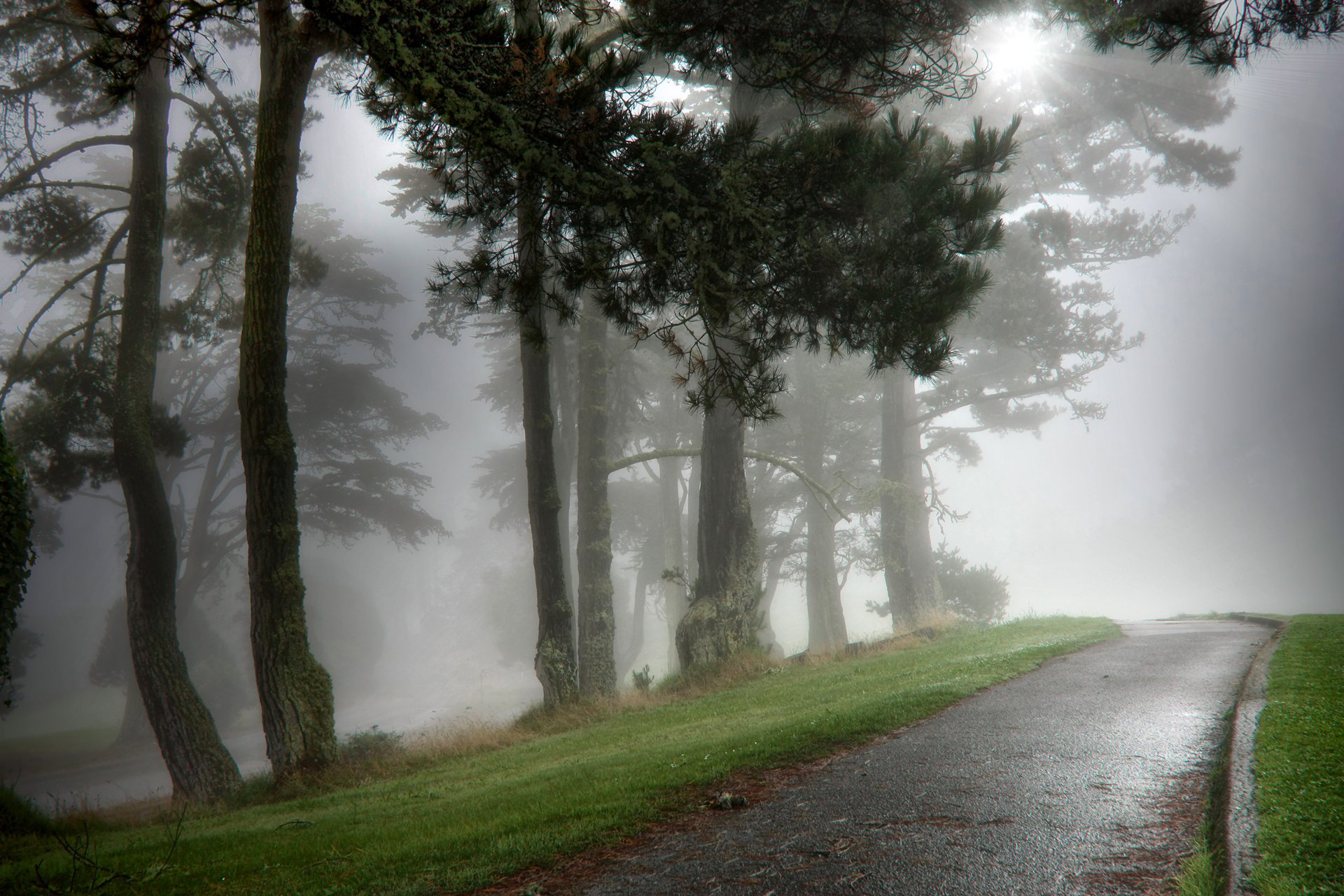 nature aleukia wet morning park fog