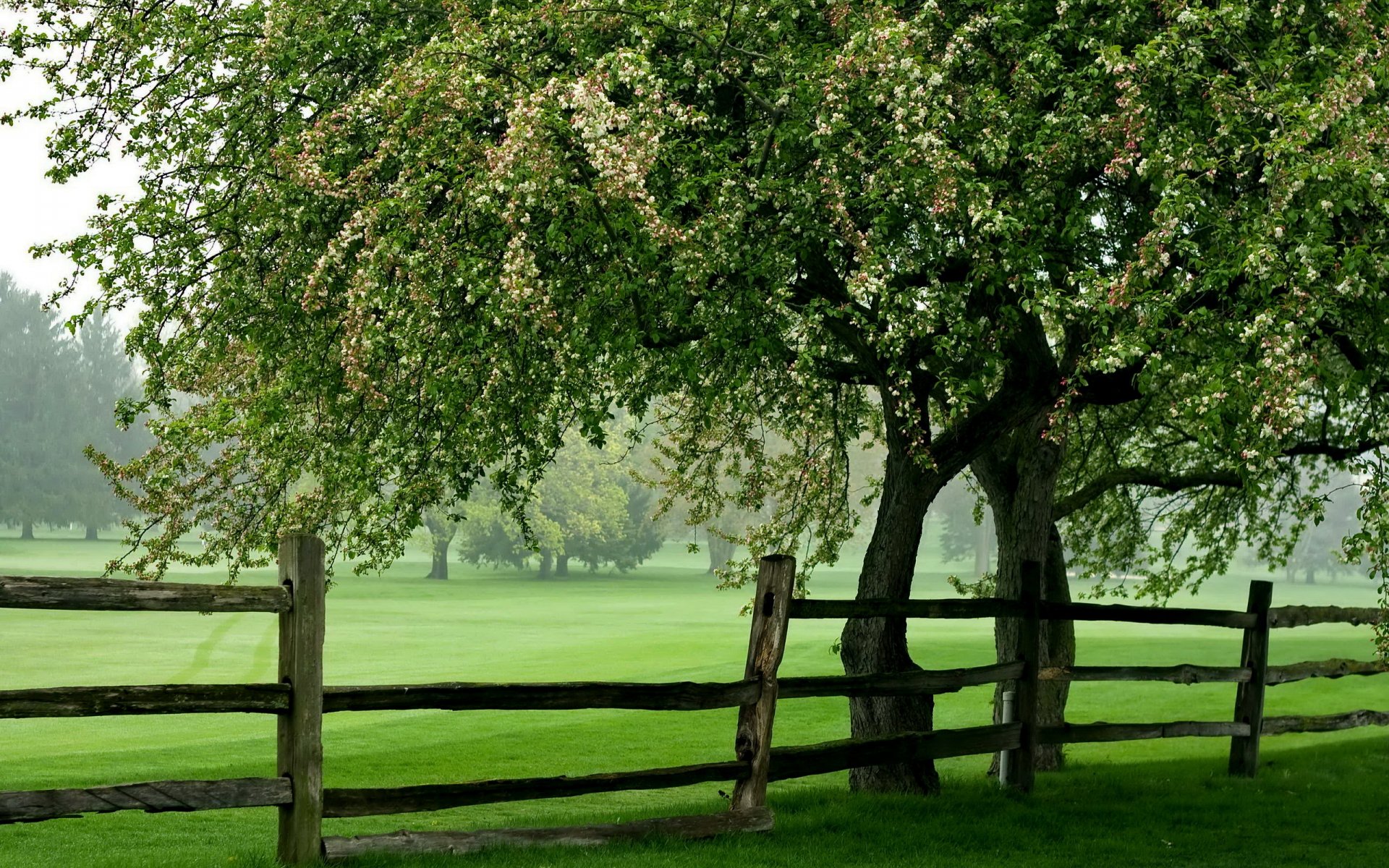 champ arbre clôture été