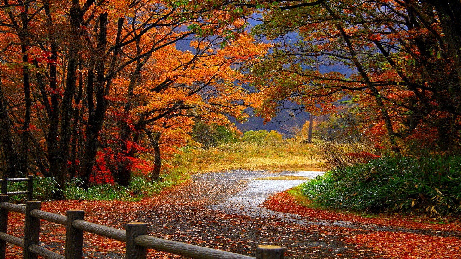 herbst wald bäume blätter straße zaun zaun