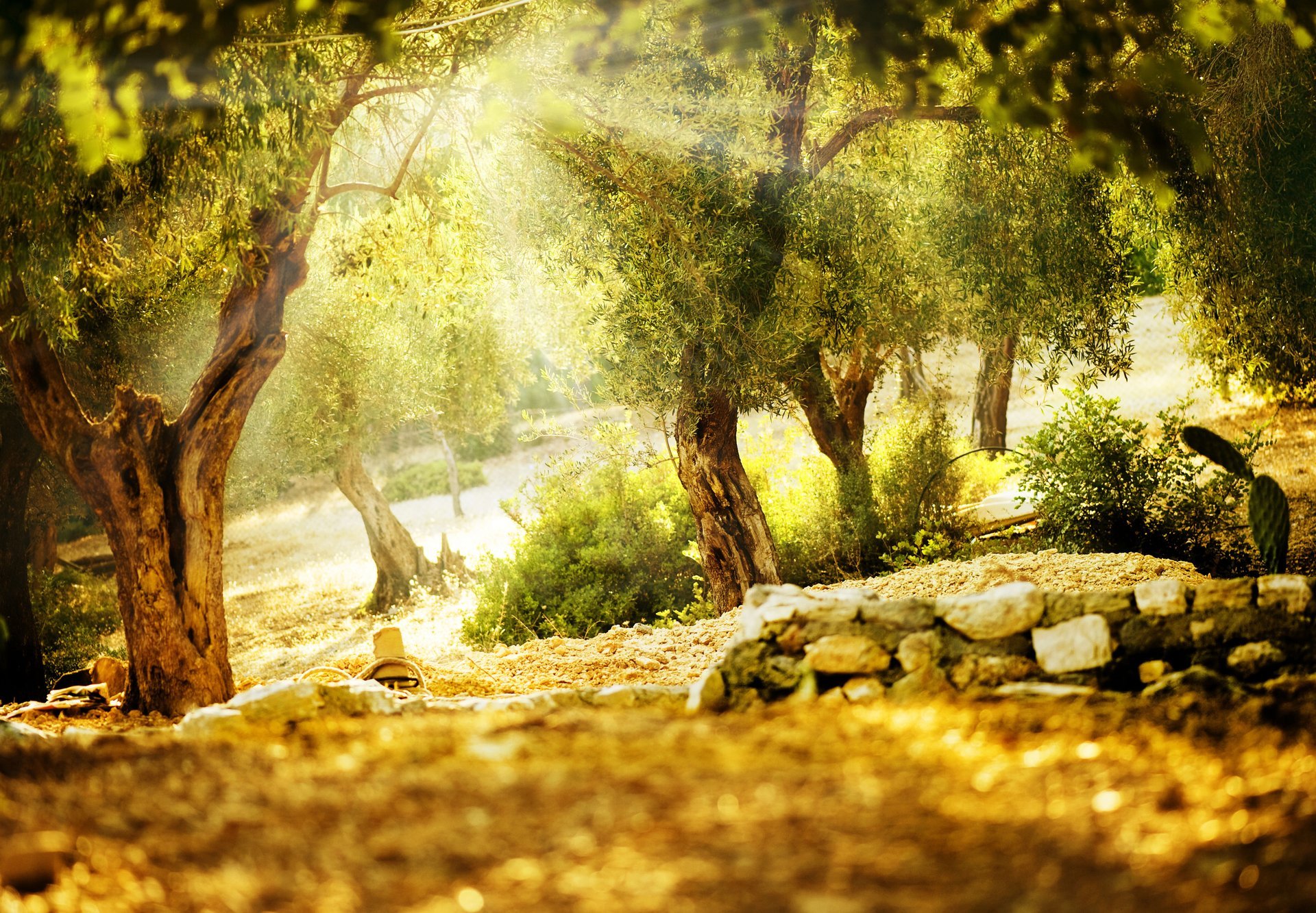 nature view wildlife trees sunny day green summer park tree vegetation rays sun