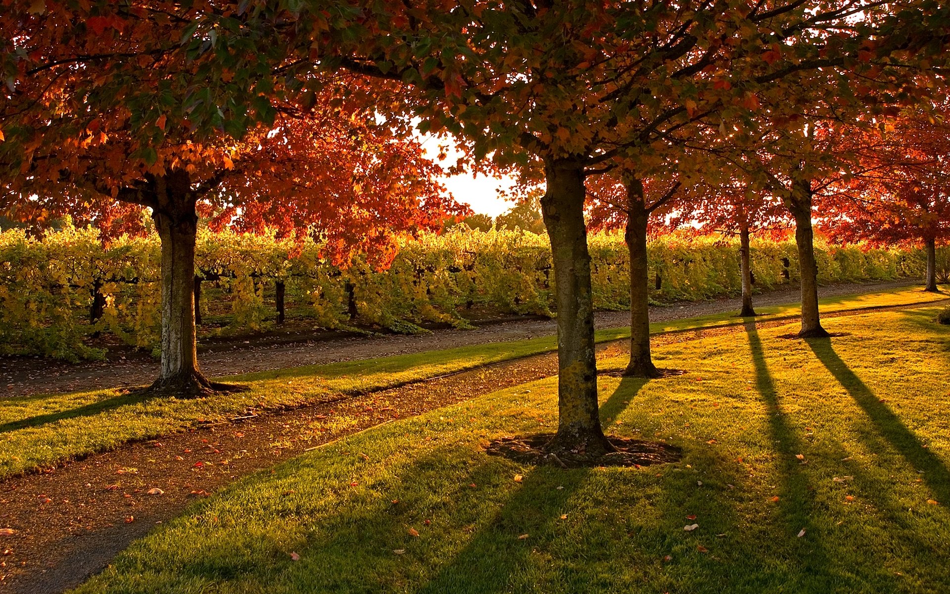 herbst bäume büsche blätter gehweg park sonnig tag