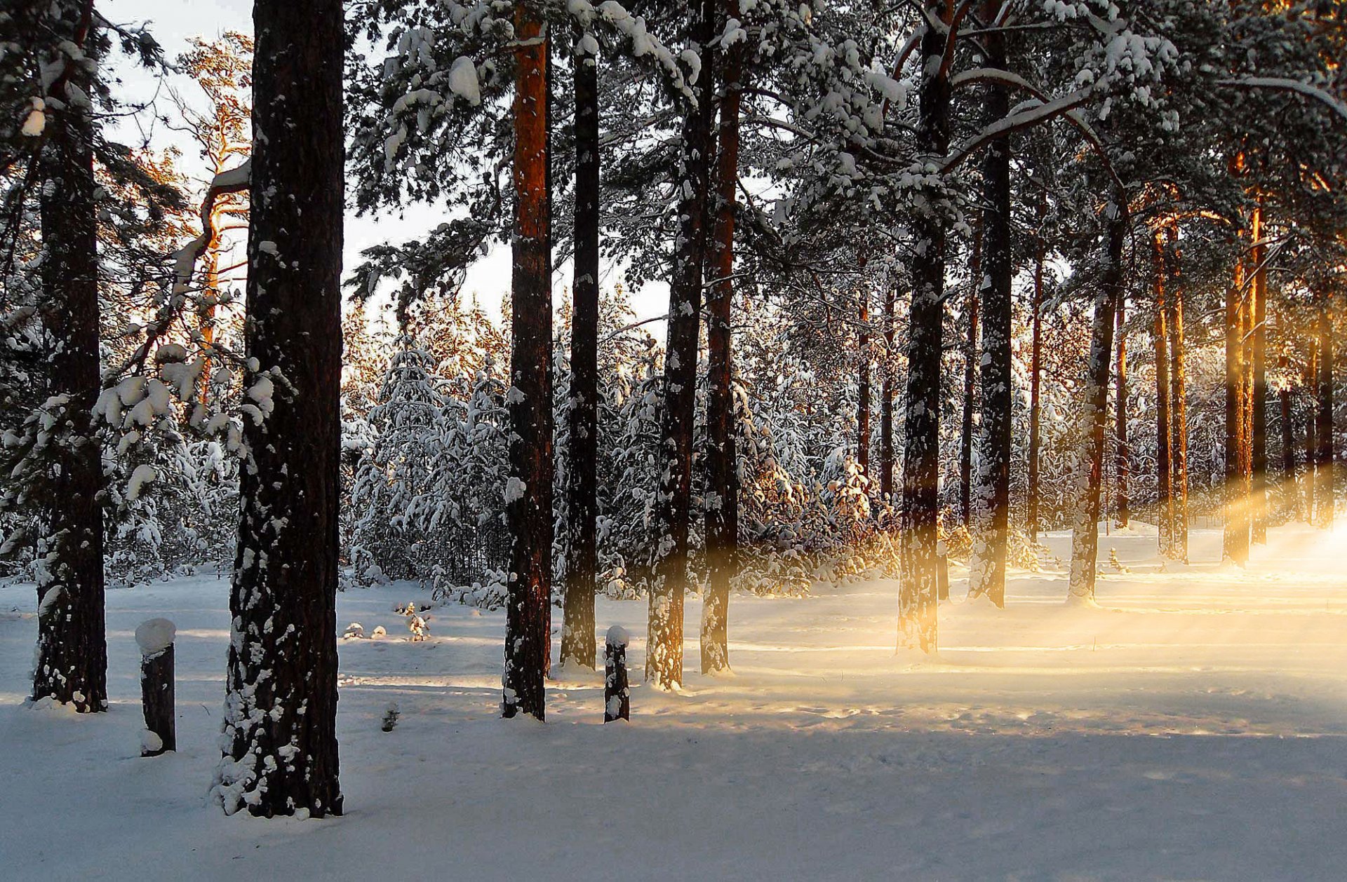 inverno alba mattina foresta neve raggi natura