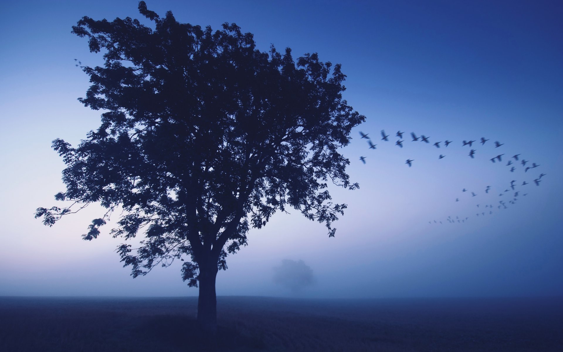 arbre brouillard oiseaux