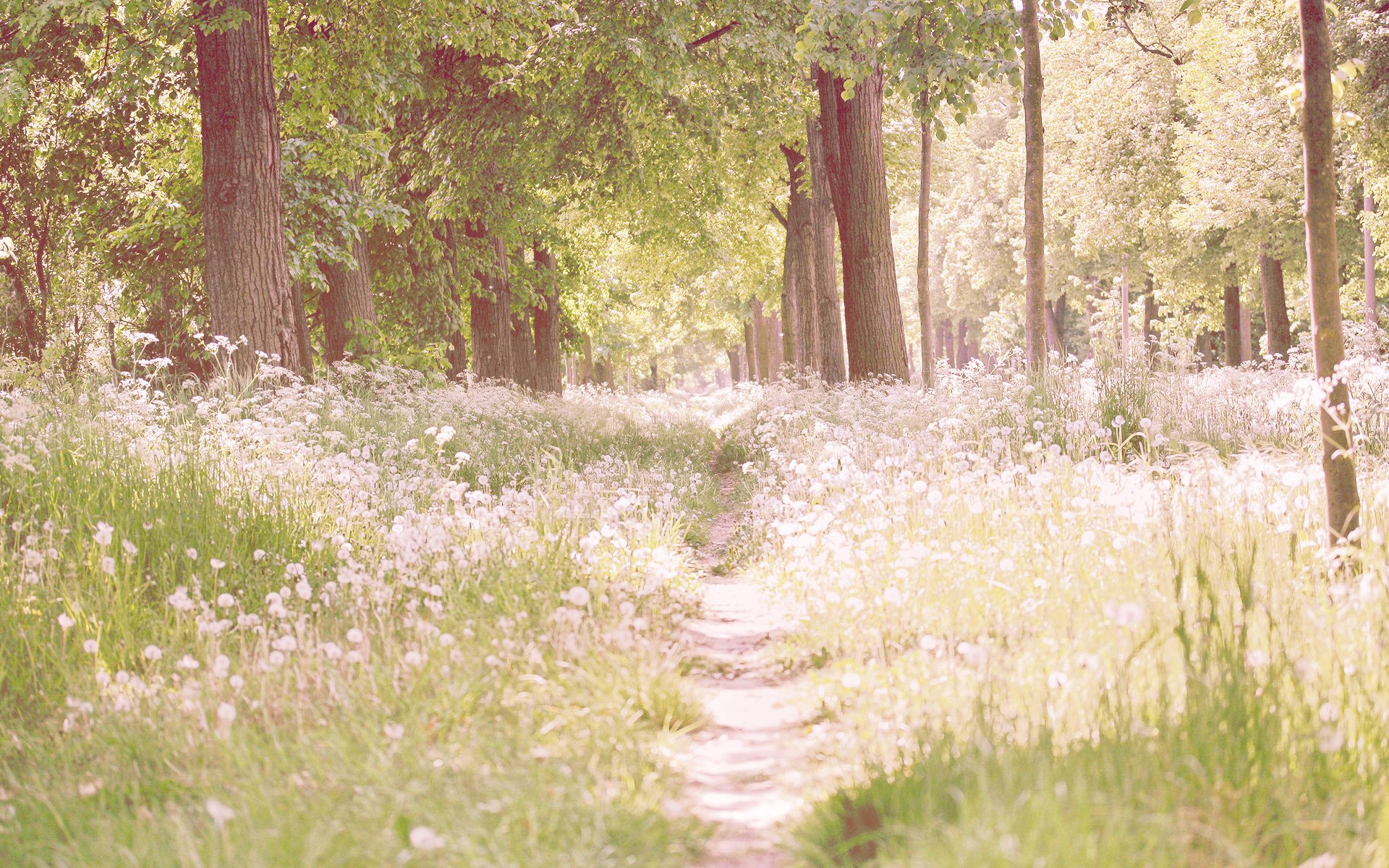 herbe arbres verdure sentier paysage