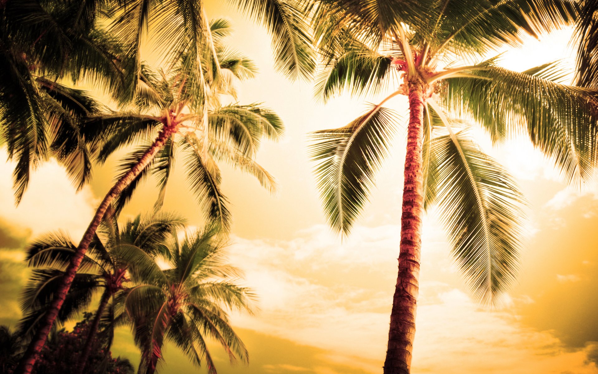 palm palm trees landscapes nature summer evening beaches coast coast ocean sea tree trees foliage leaves leaves leaves leaves leaves beach wallpaper beauty romance hawaii haiti tahiti maldives islands places heat sky widescreen wallpaper wallp