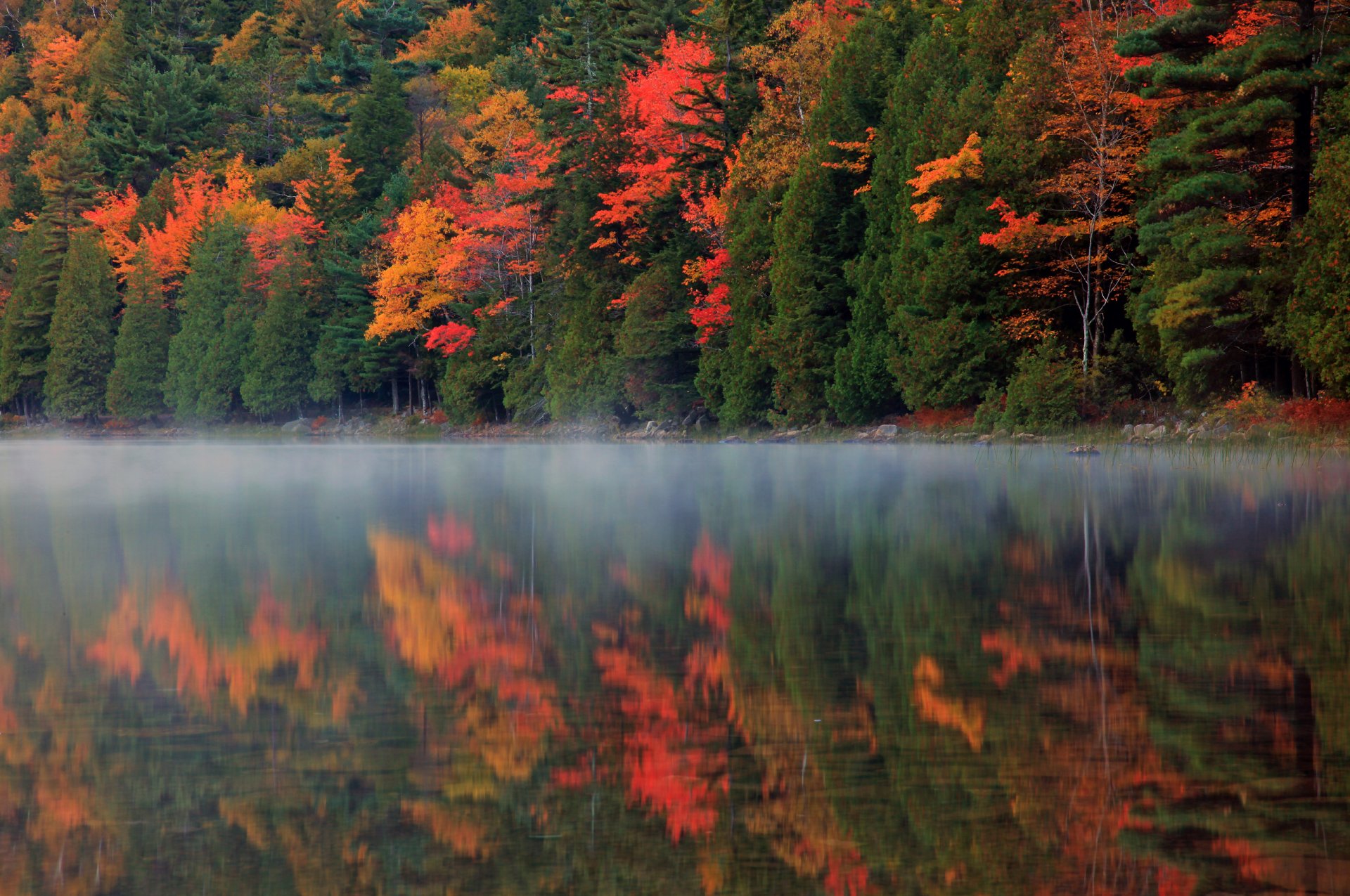 nature forest autumn river reflection fog