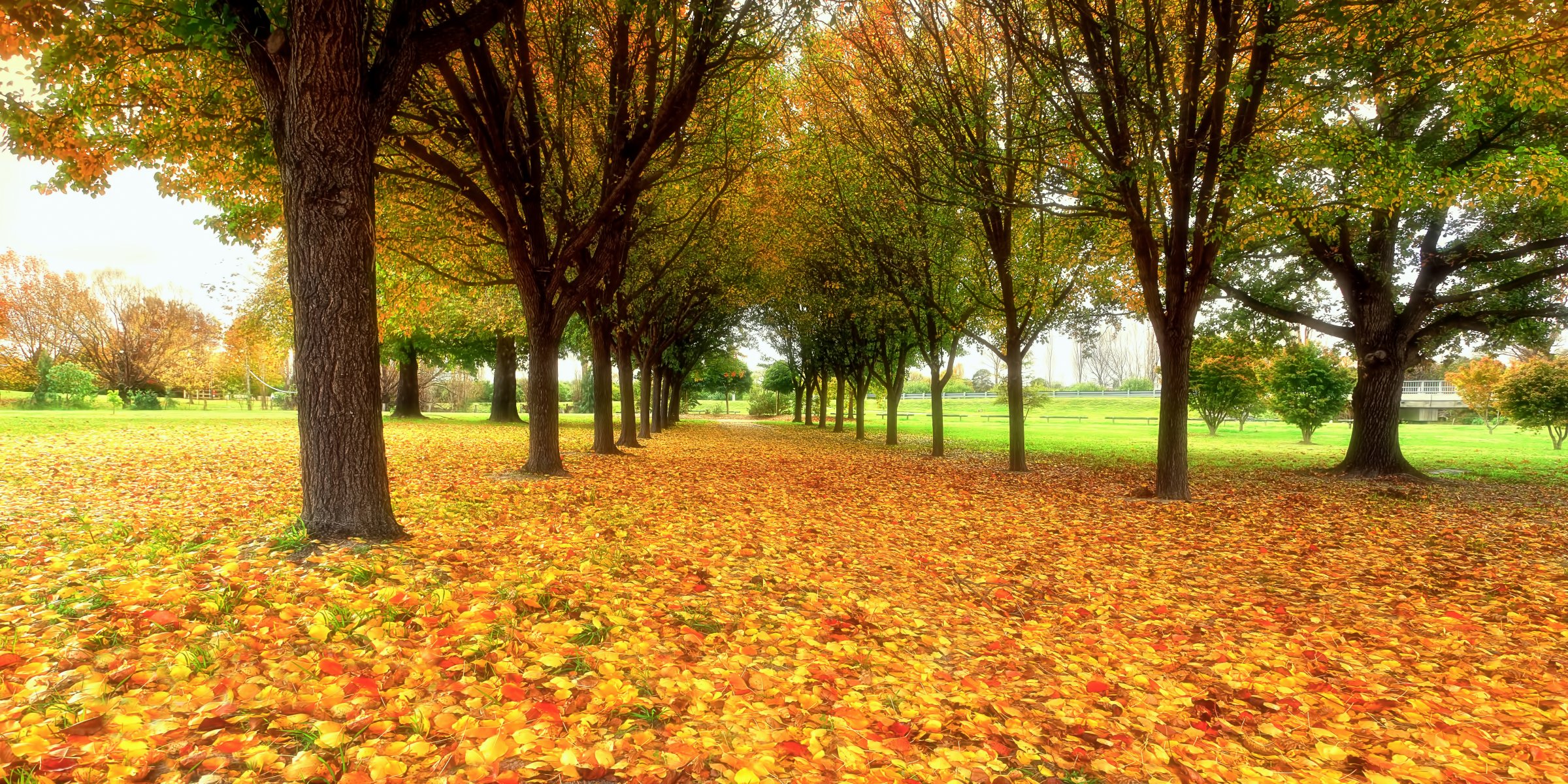 natur herbst park laub