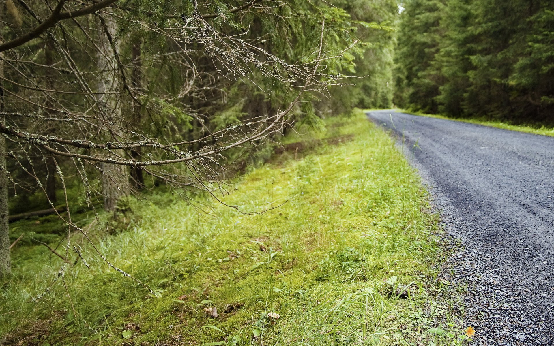 carretera bosque ramas