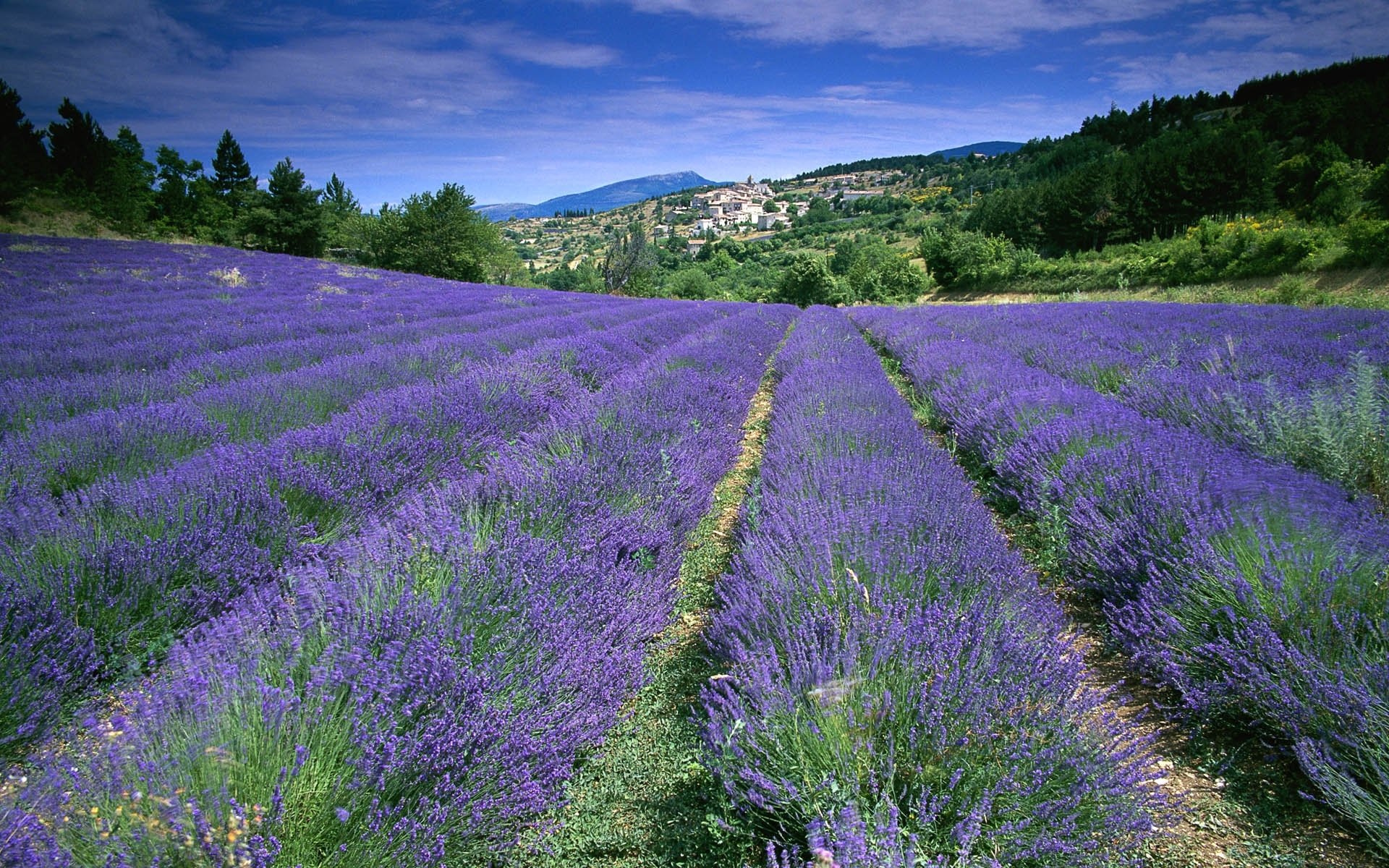 provenza francia campo lavanda fiori