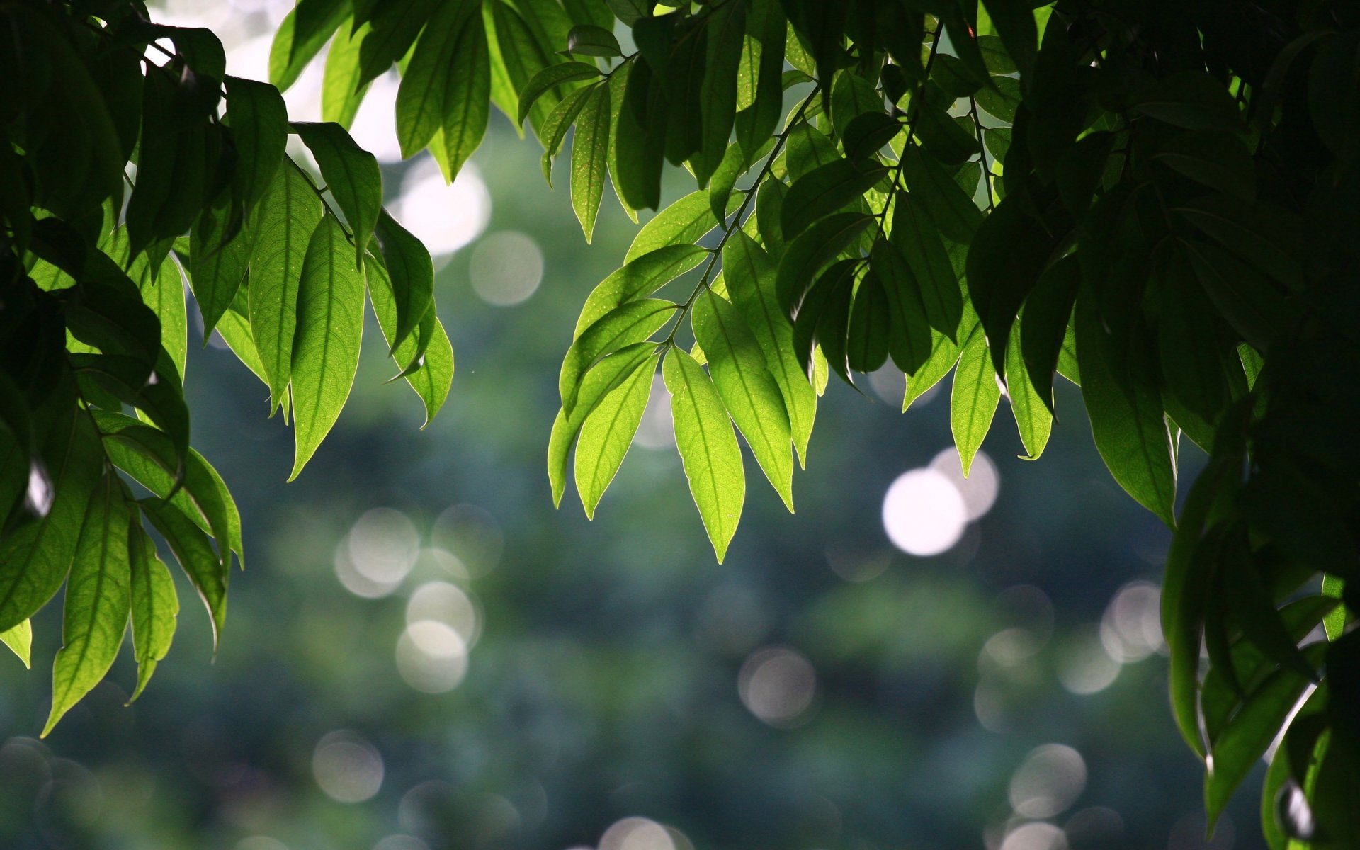 hojas verano árbol bokeh