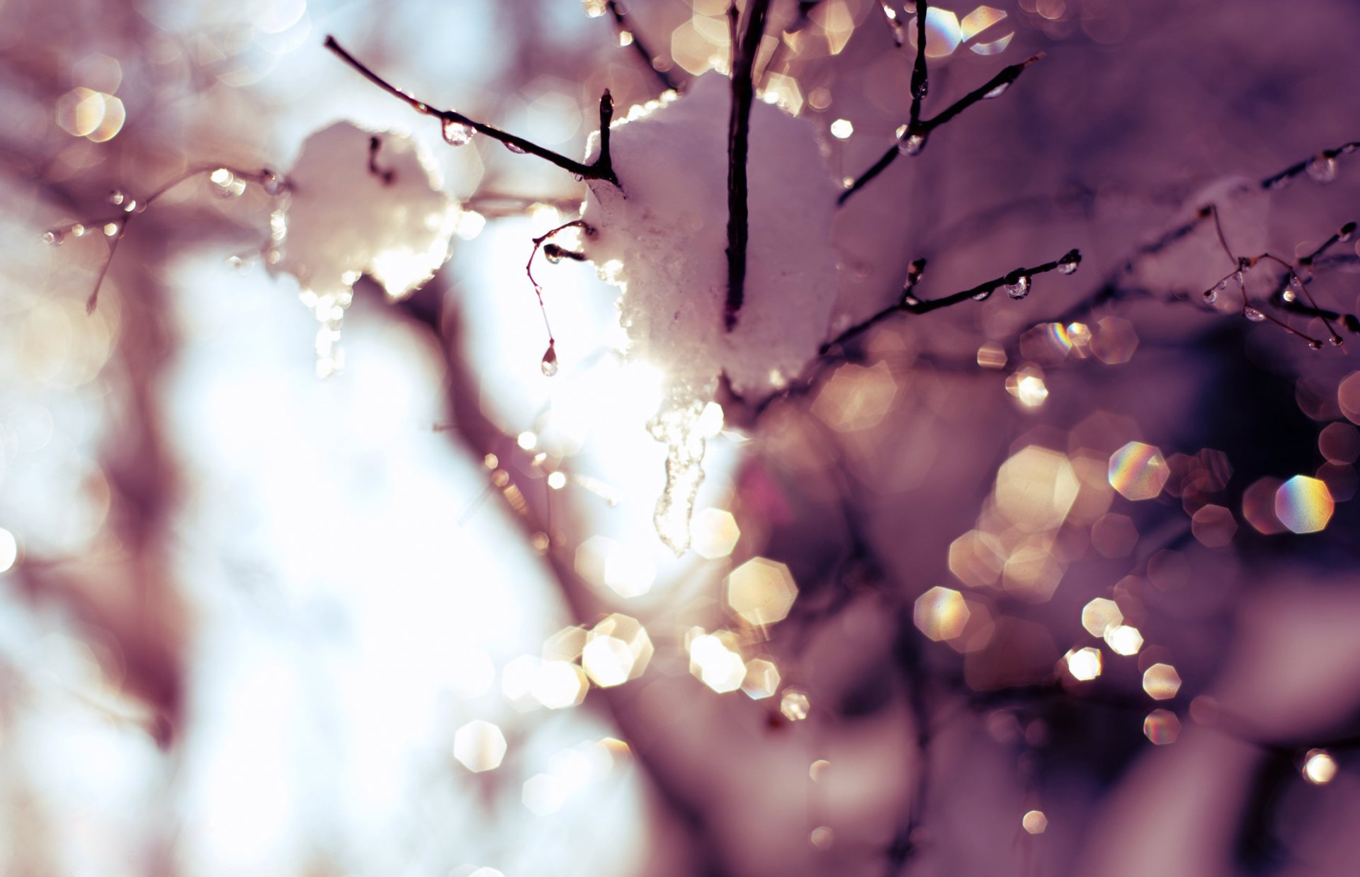 frühling tauwetter bäume zweig schnee tropfen tropfen warmer tag sonne blendung licht himmel zeit jahreszeit