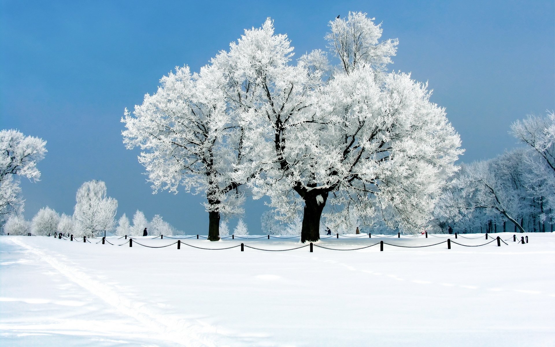 nature arbres hiver neige givre