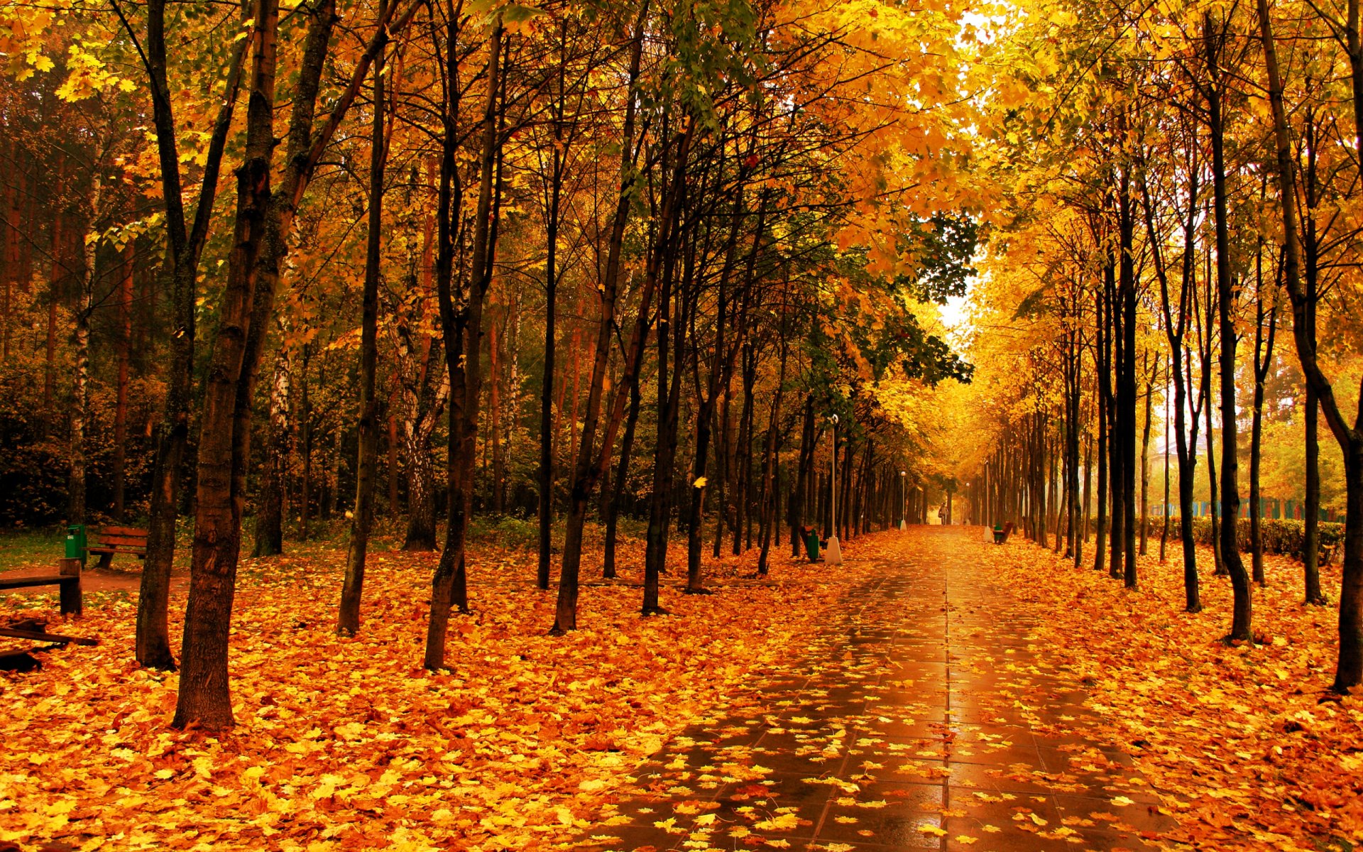 automne arbres feuilles parc allée