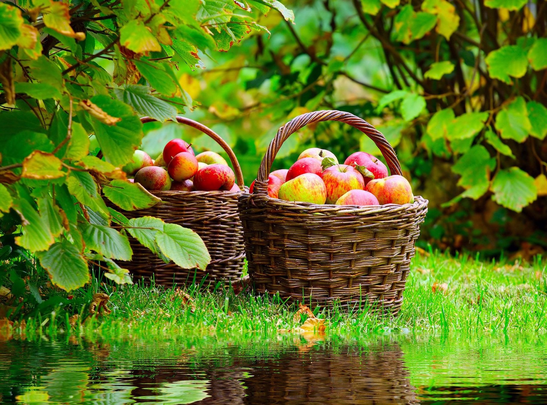 red apples nature mirroring shopping ripe apples basket reflection pond