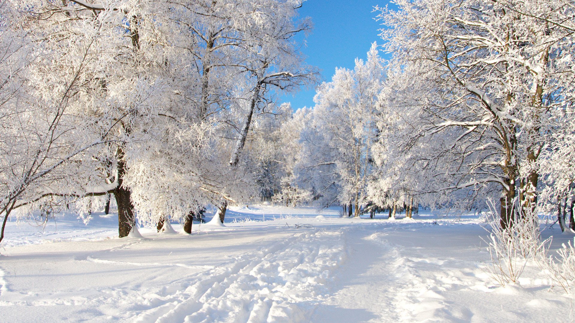 ky snow tree winter