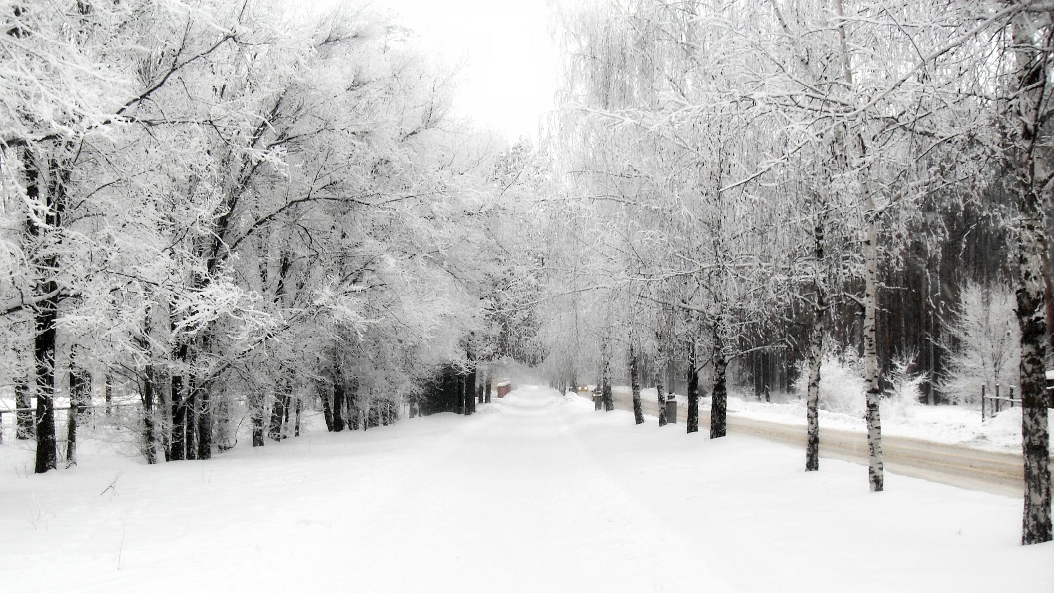 winter nature tree snow