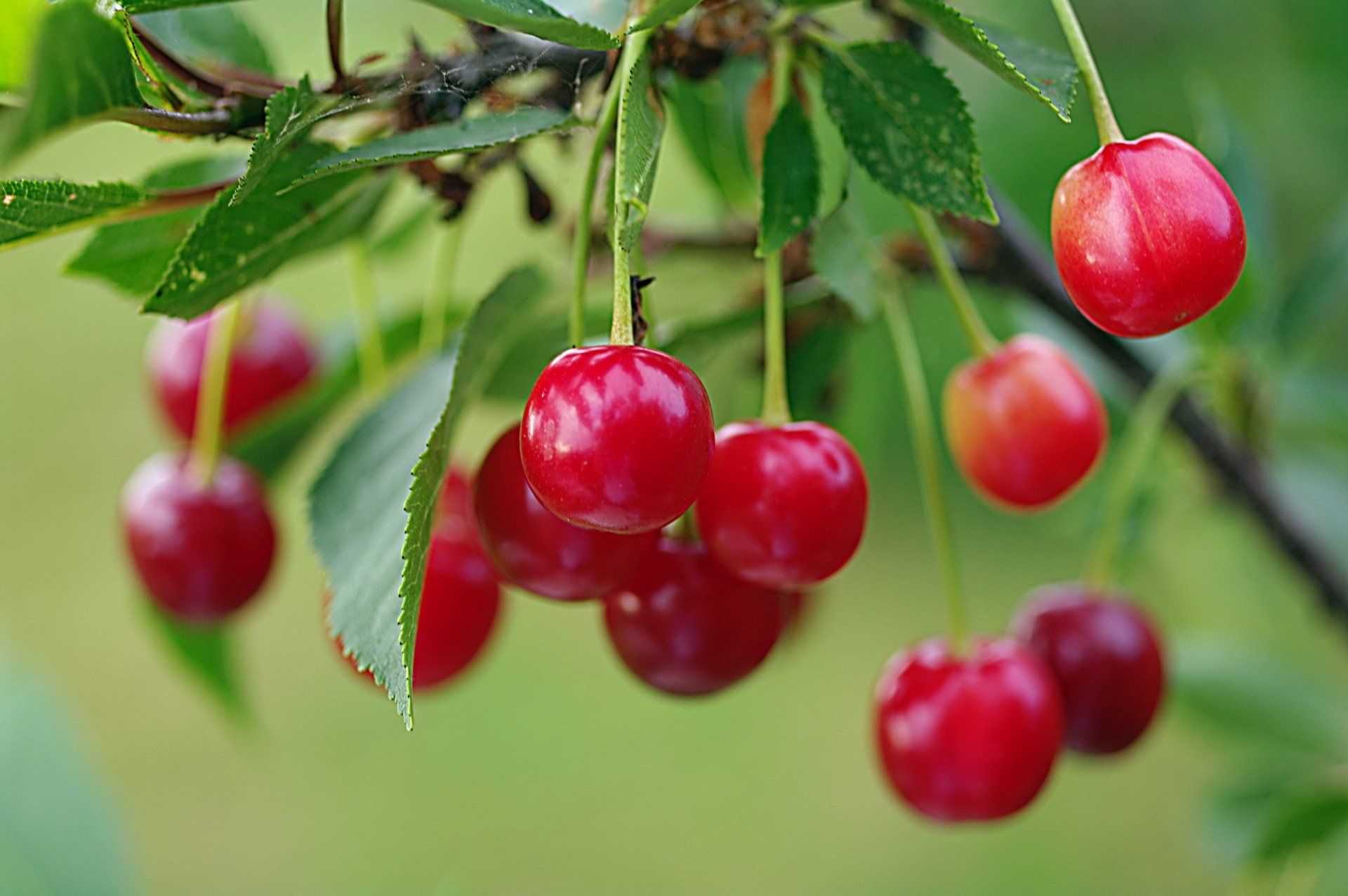 cerise nature été