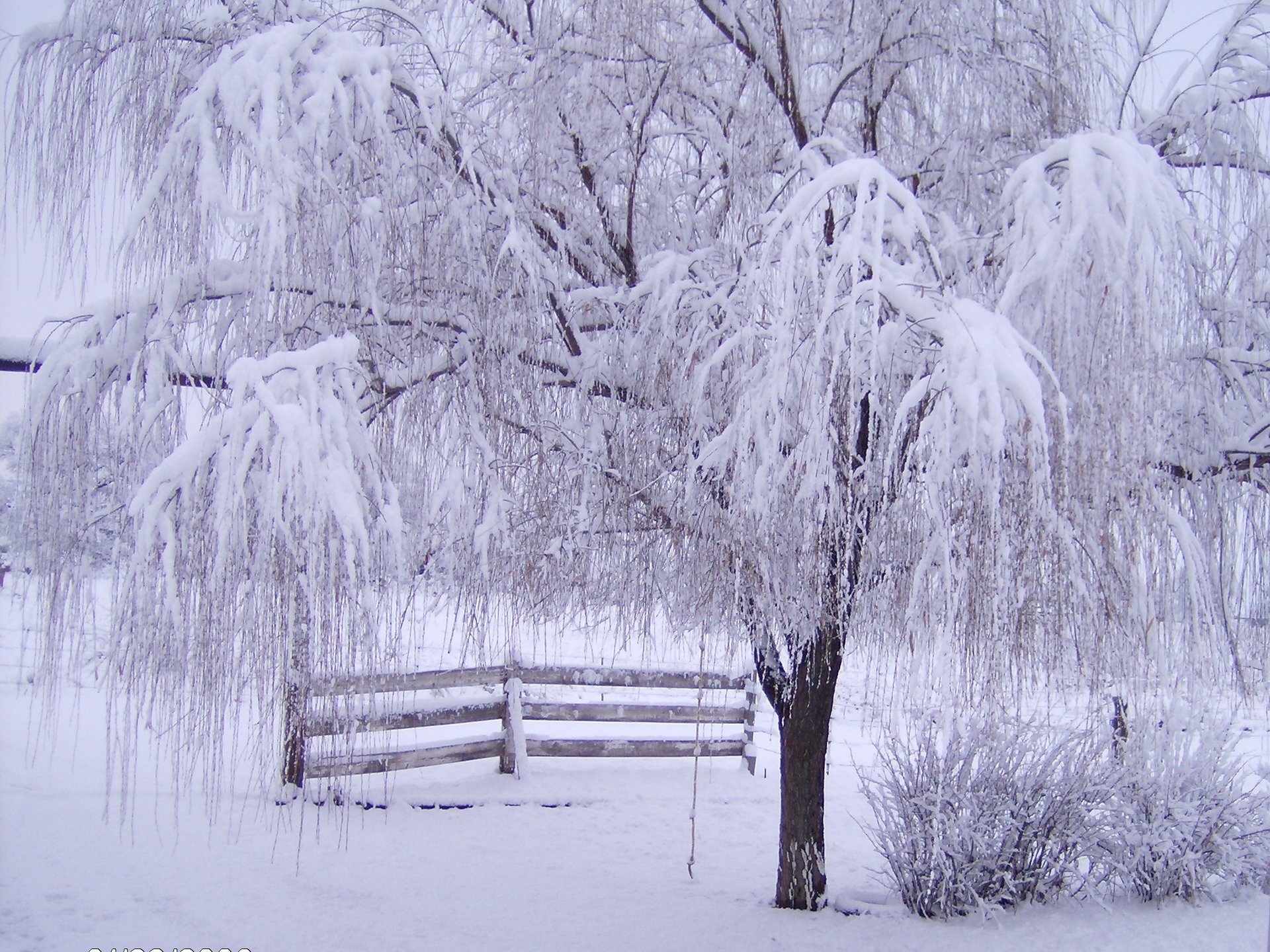 winter schnee frost baum zweige zaun