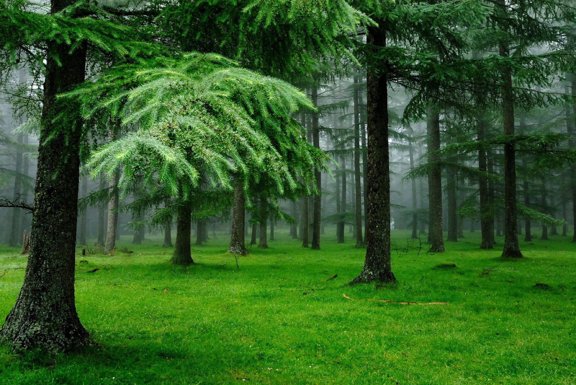 nature forest drops gra