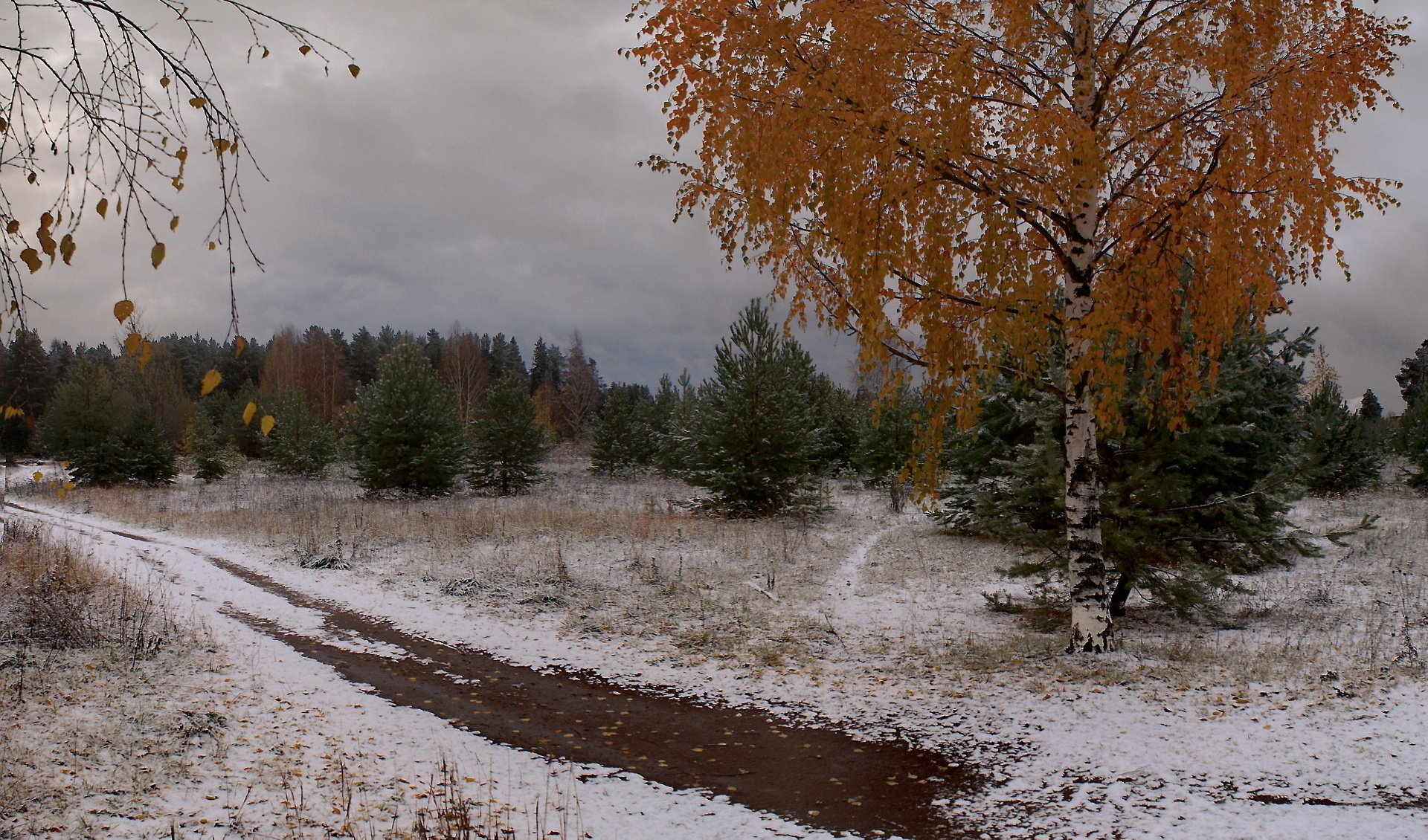 winter schnee bäume birke blätter