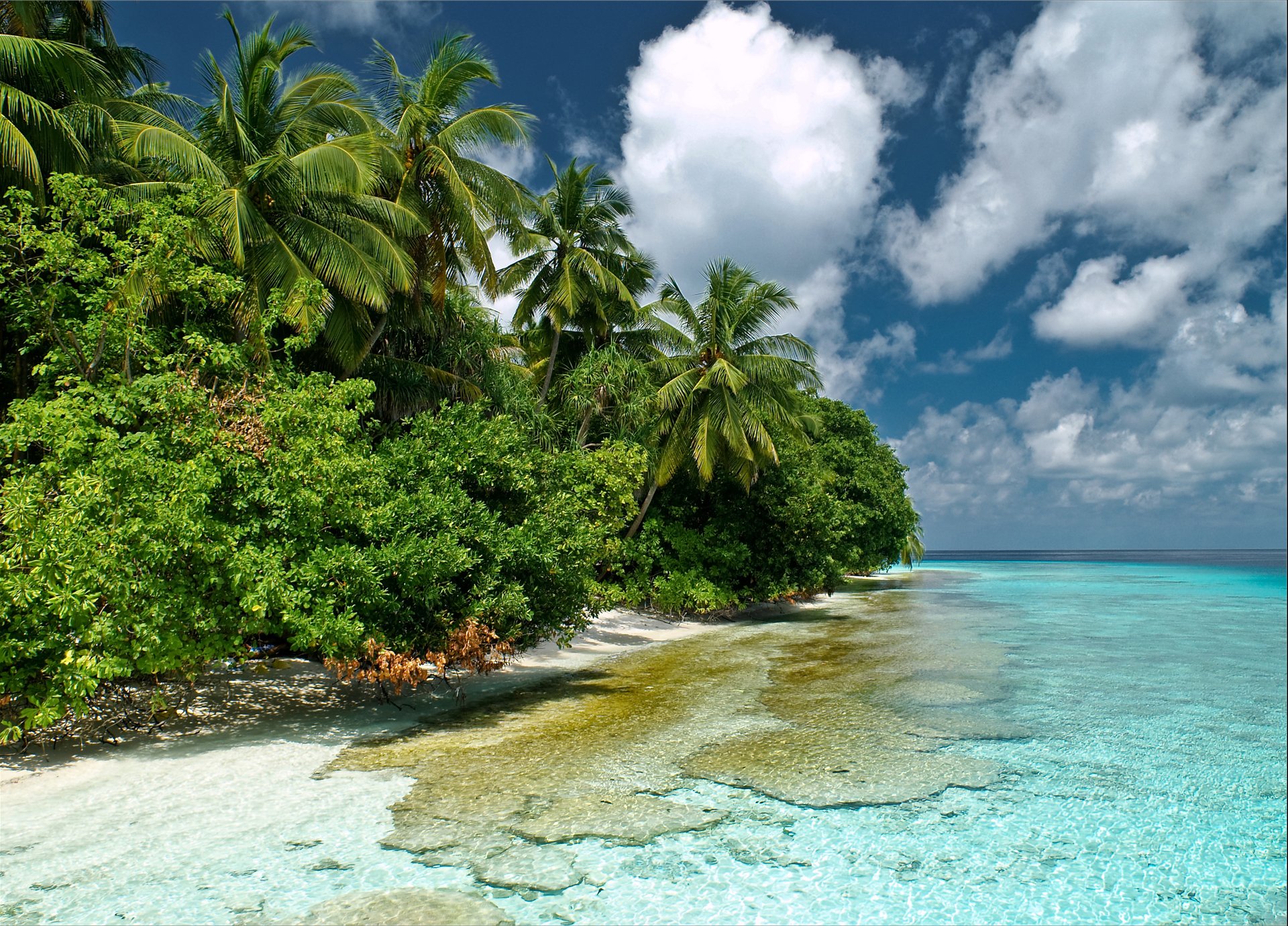 naturaleza maldivas malé del sur kaafu océano índico mar agua transparencia cielo palmeras arbustos