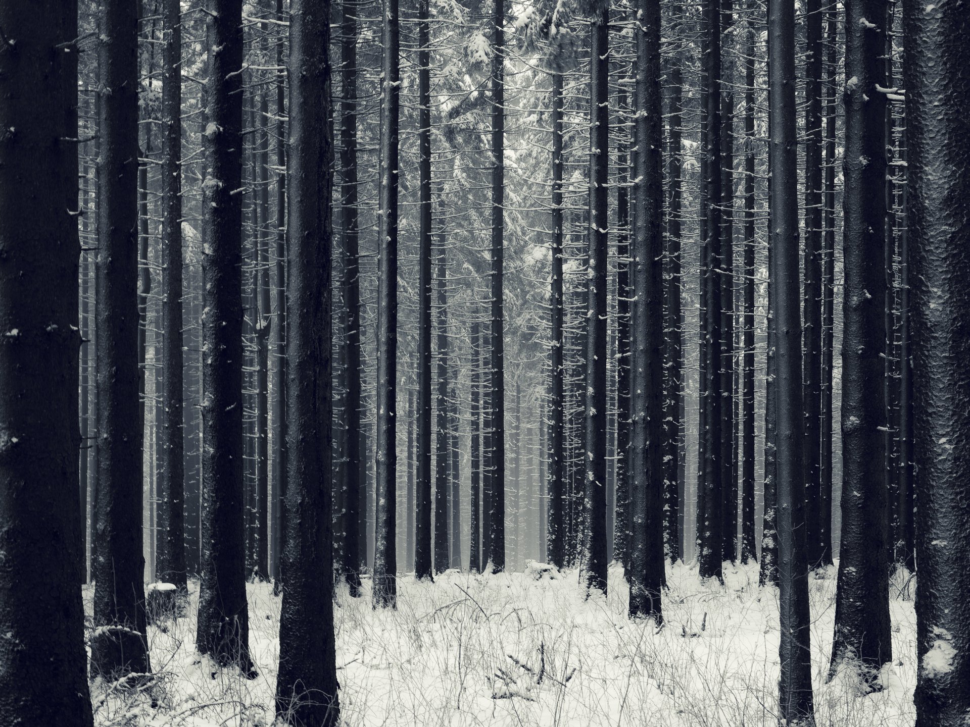 neige forêt arbres hiver