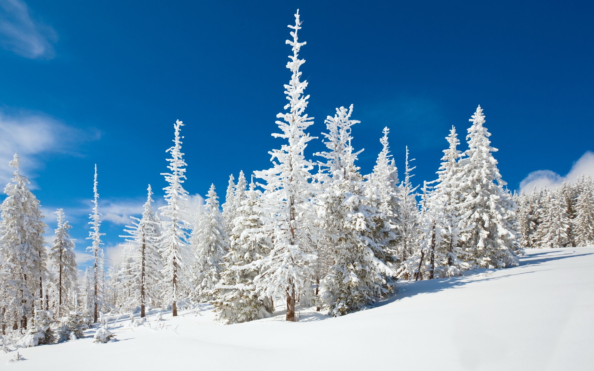 nature forêt hiver neige