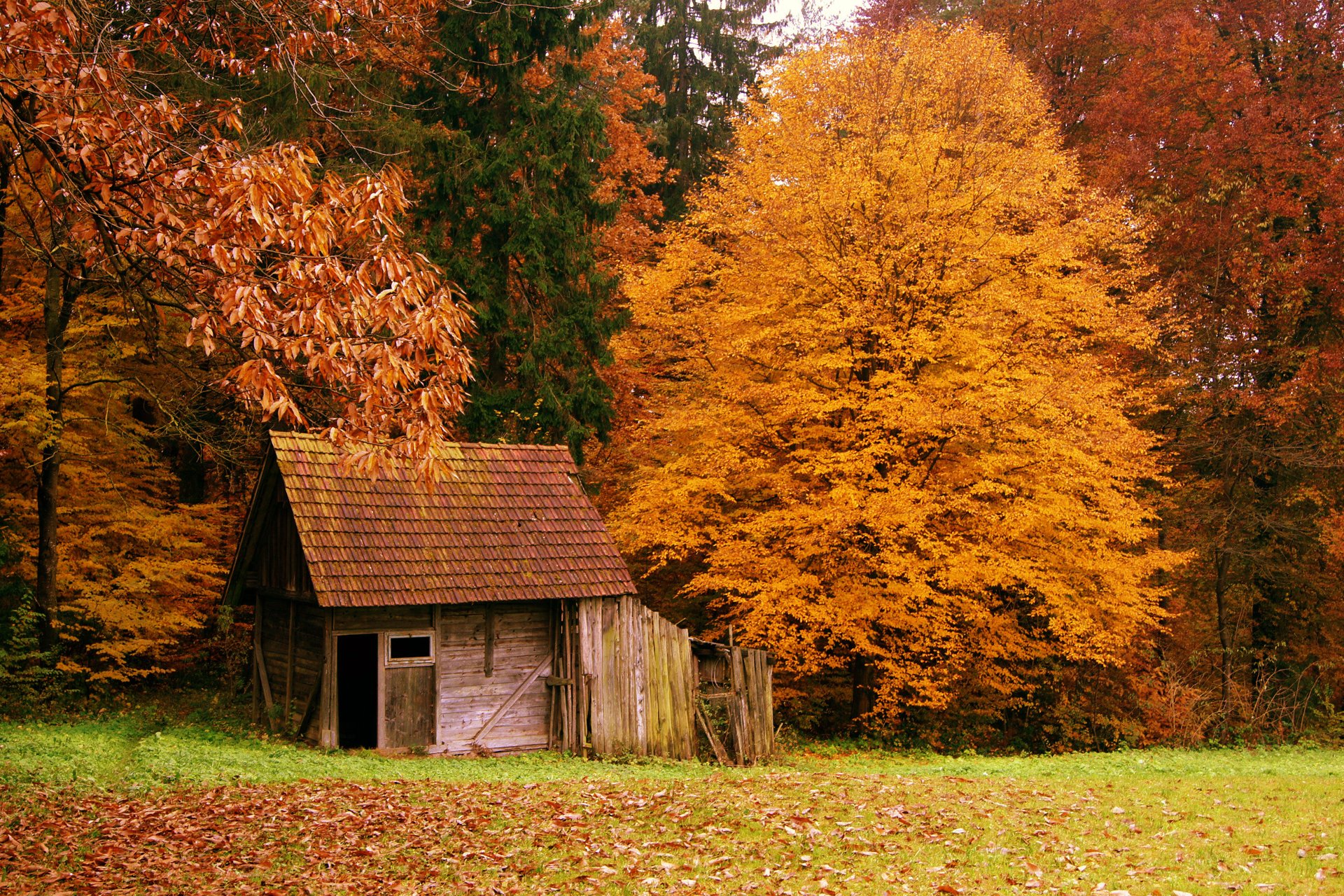 natur herbst wald hütte