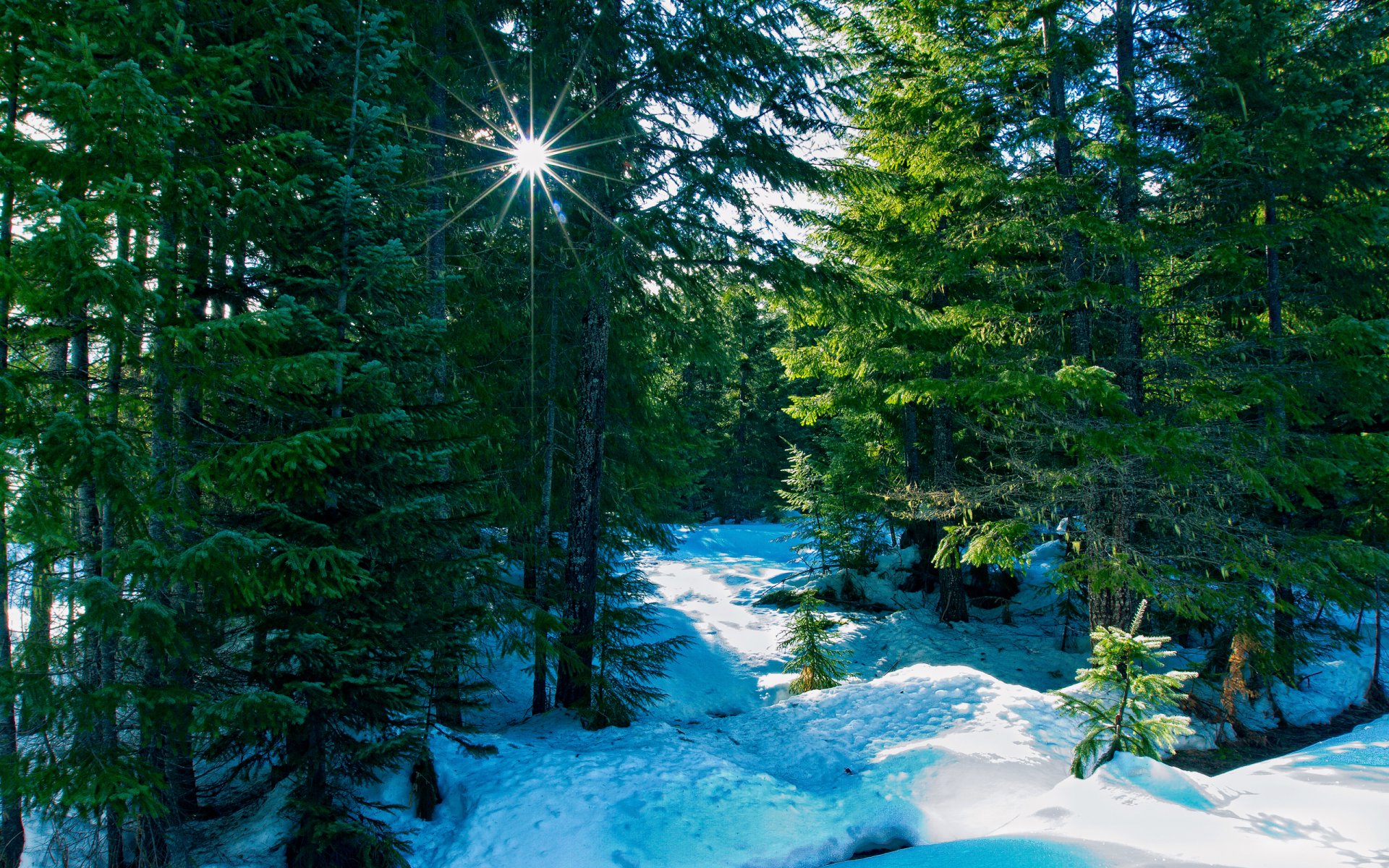 nature hiver forêt rayons