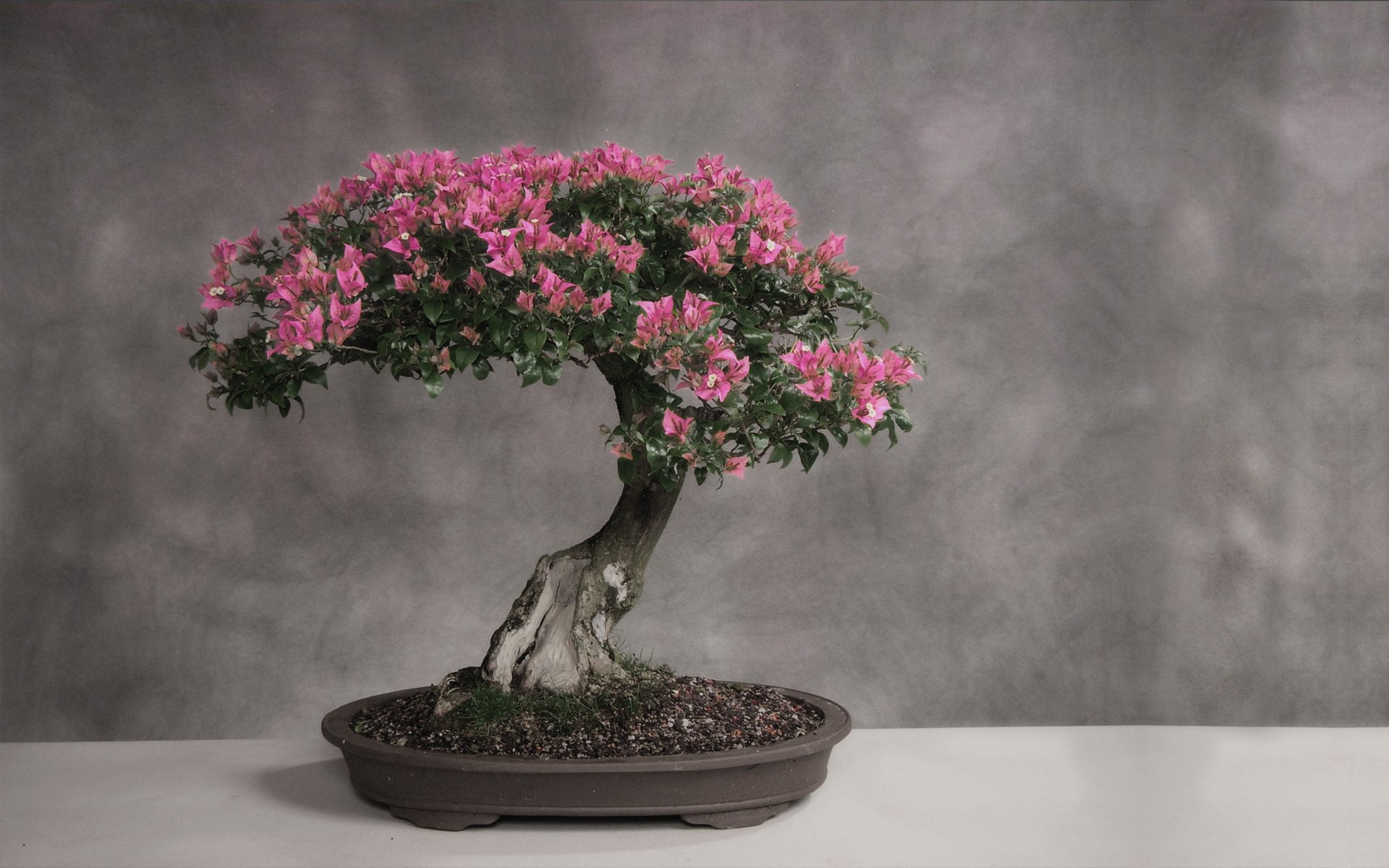 bonsai árbol japón soporte mesa luz hojas