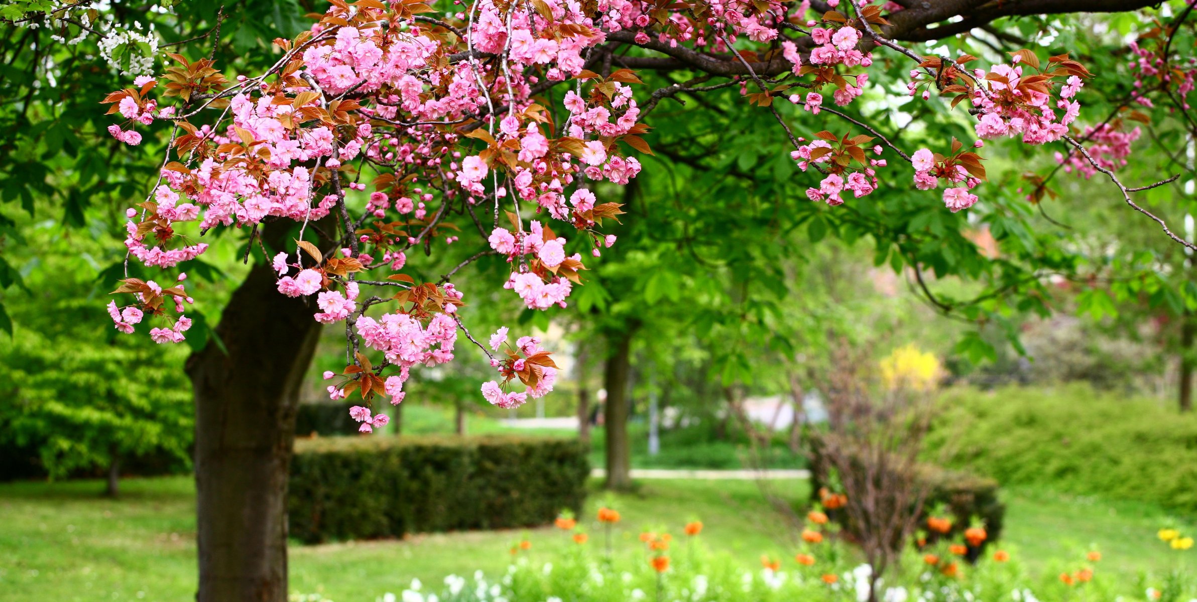 foto naturaleza flores rosadas parque rosa flores primavera