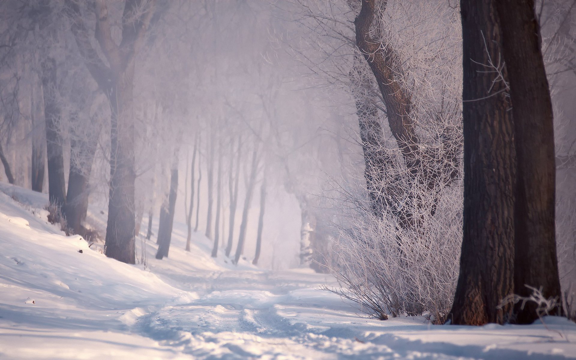 invierno nieve bosque carretera