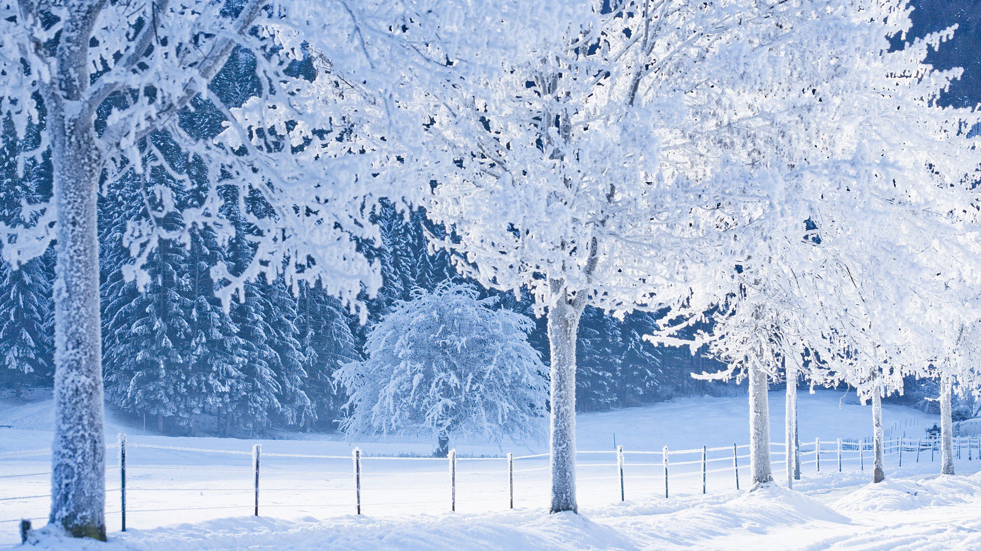 foresta neve sentiero