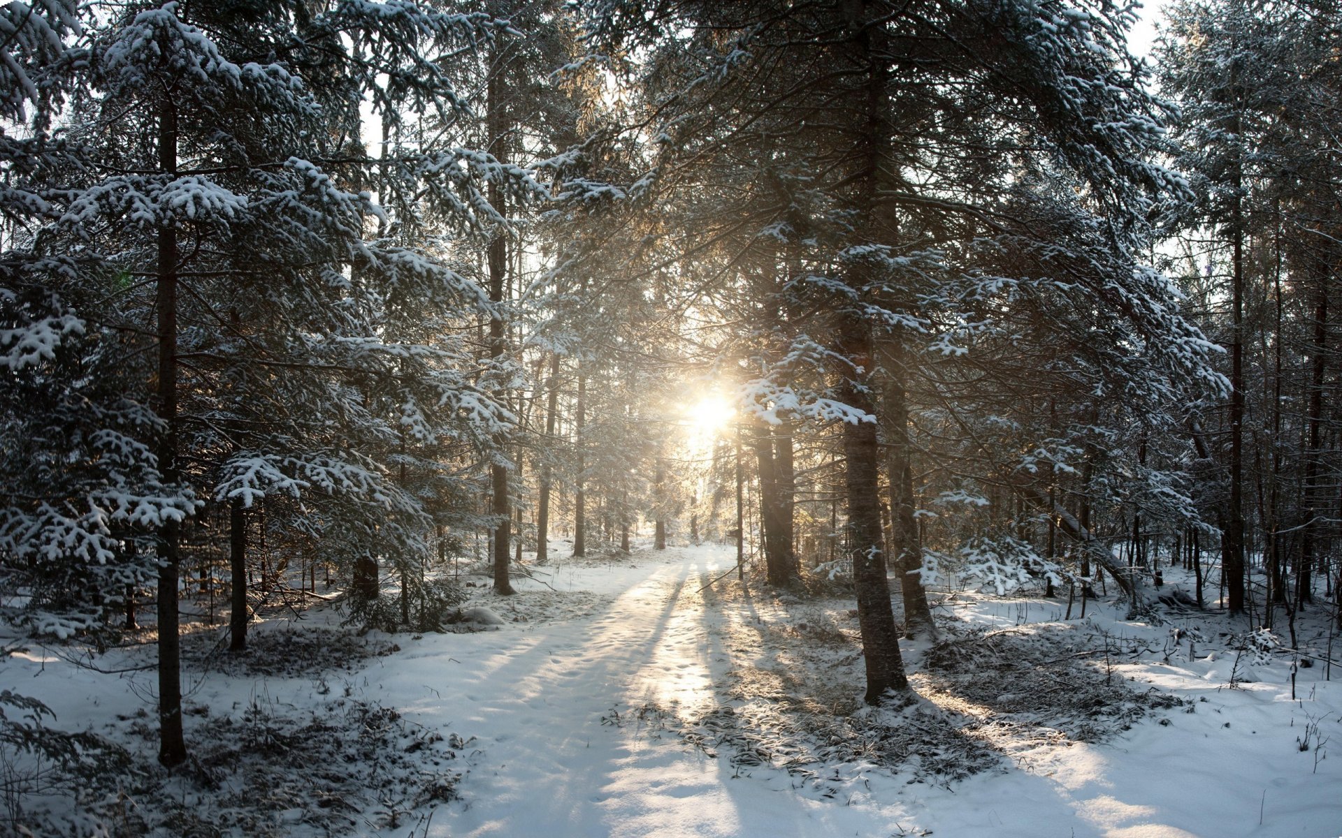 stany zjednoczone wisconsin phillips north woods zima śnieg wschód słońca zima