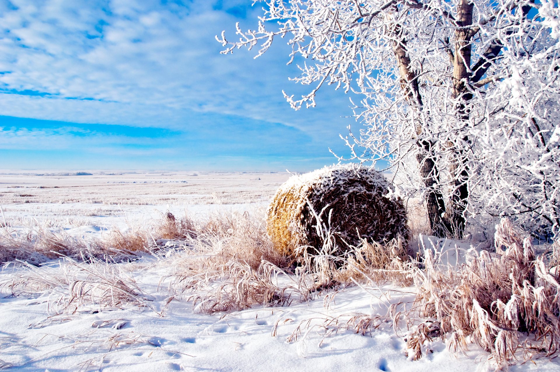 natura inverno campo albero rol iniy