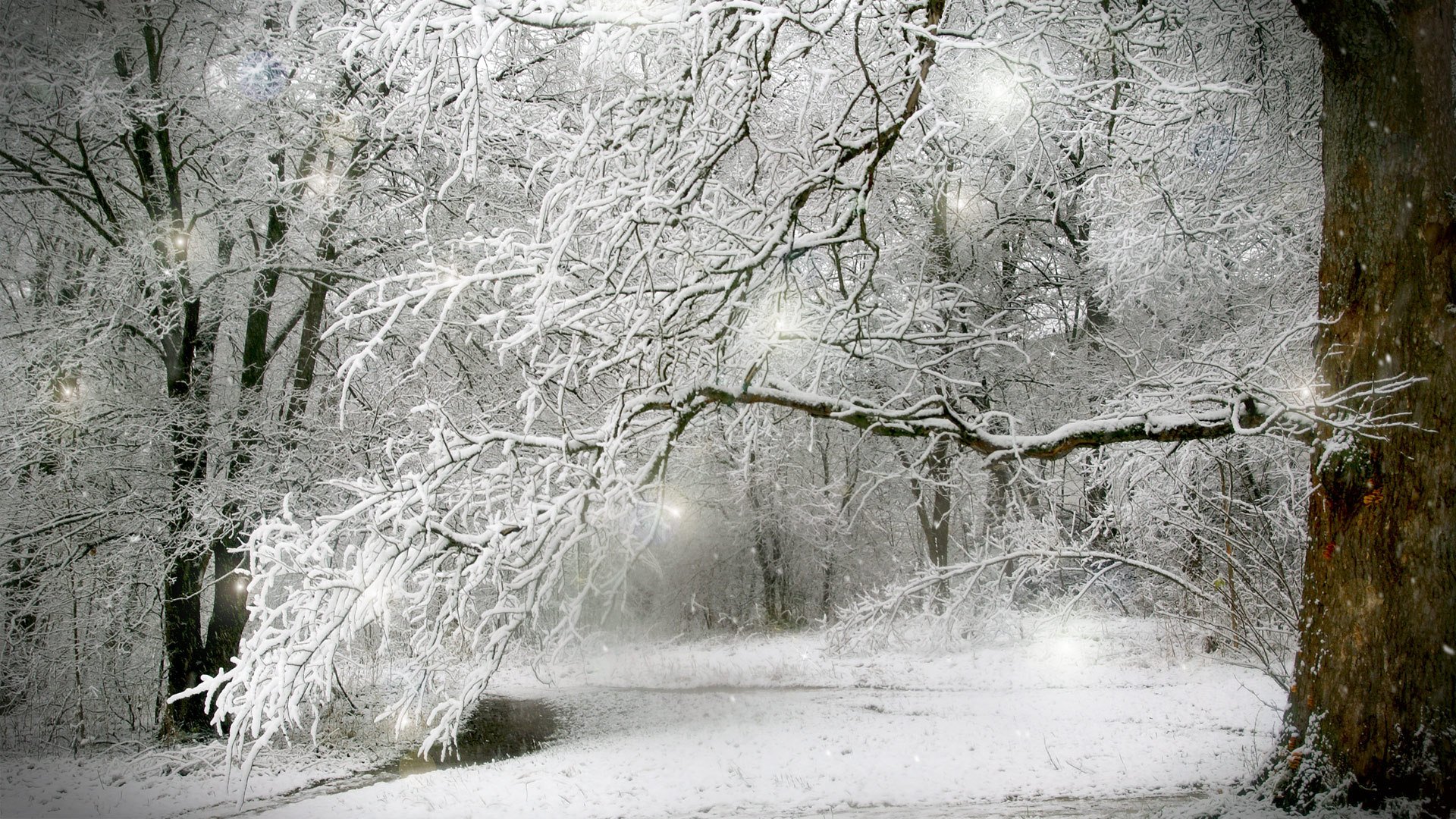 inverno neve foresta alberi