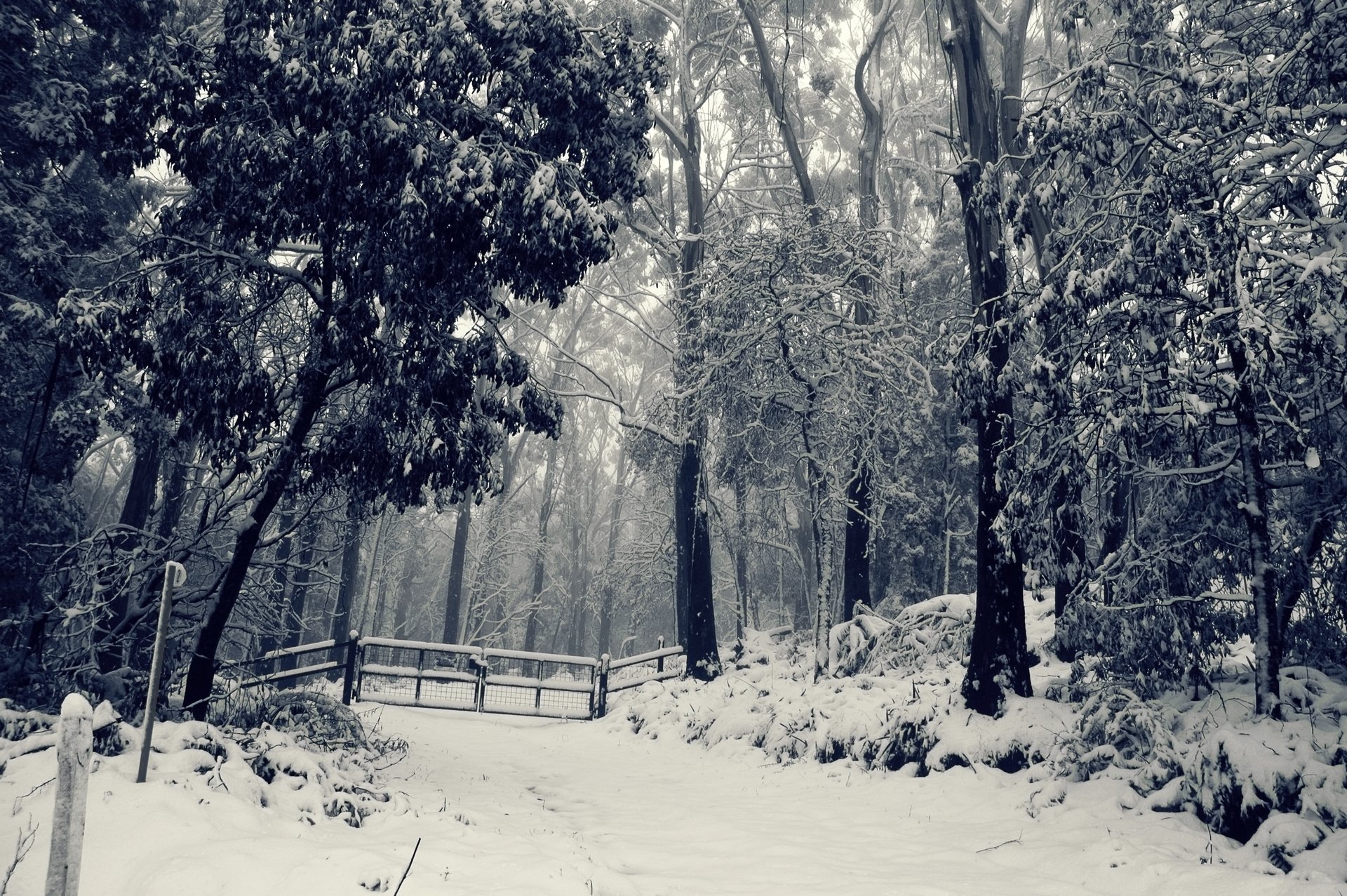 forest tree snow winter