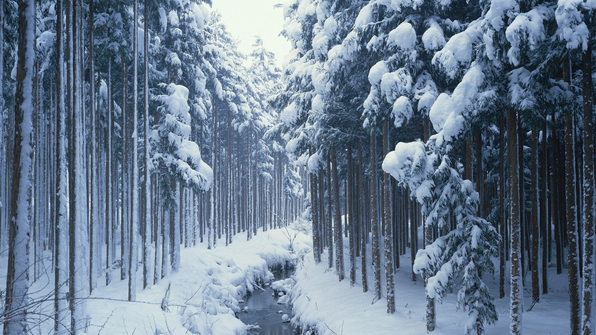 natura foresta inverno neve ruscello