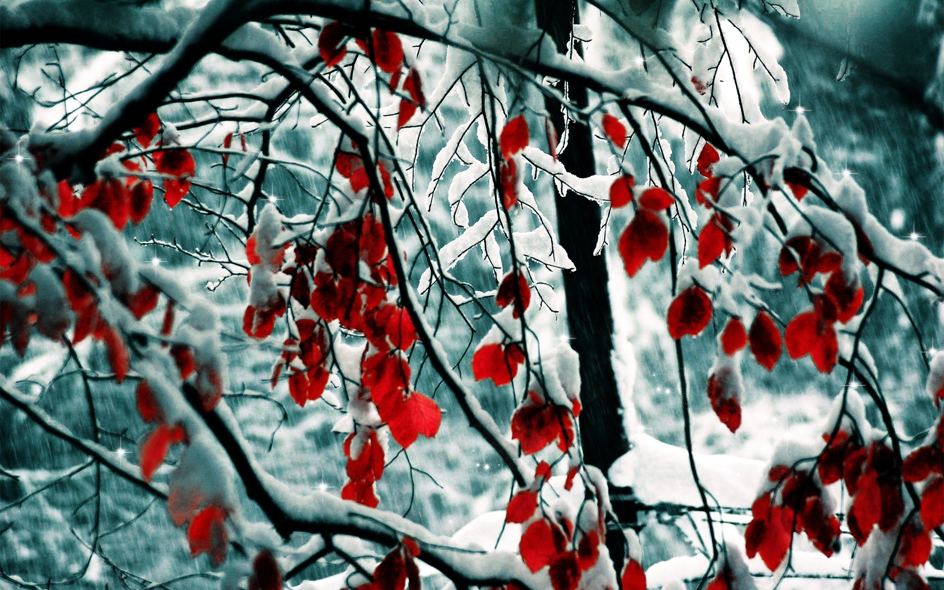 nature winter snow trees leaves branches winter branches 1920x1200