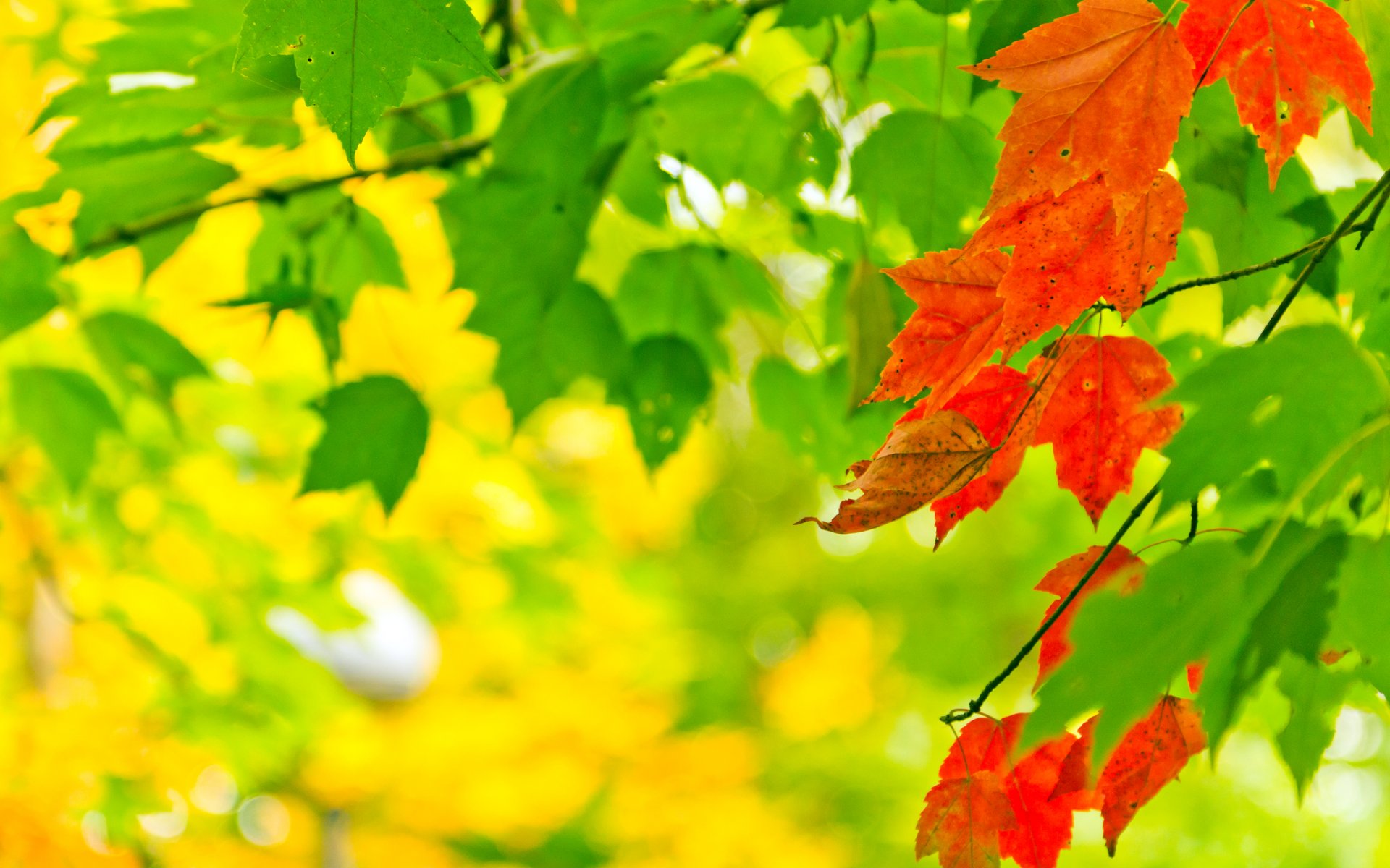 naturaleza otoño hojas pinturas luz bokeh colores 2560x1600