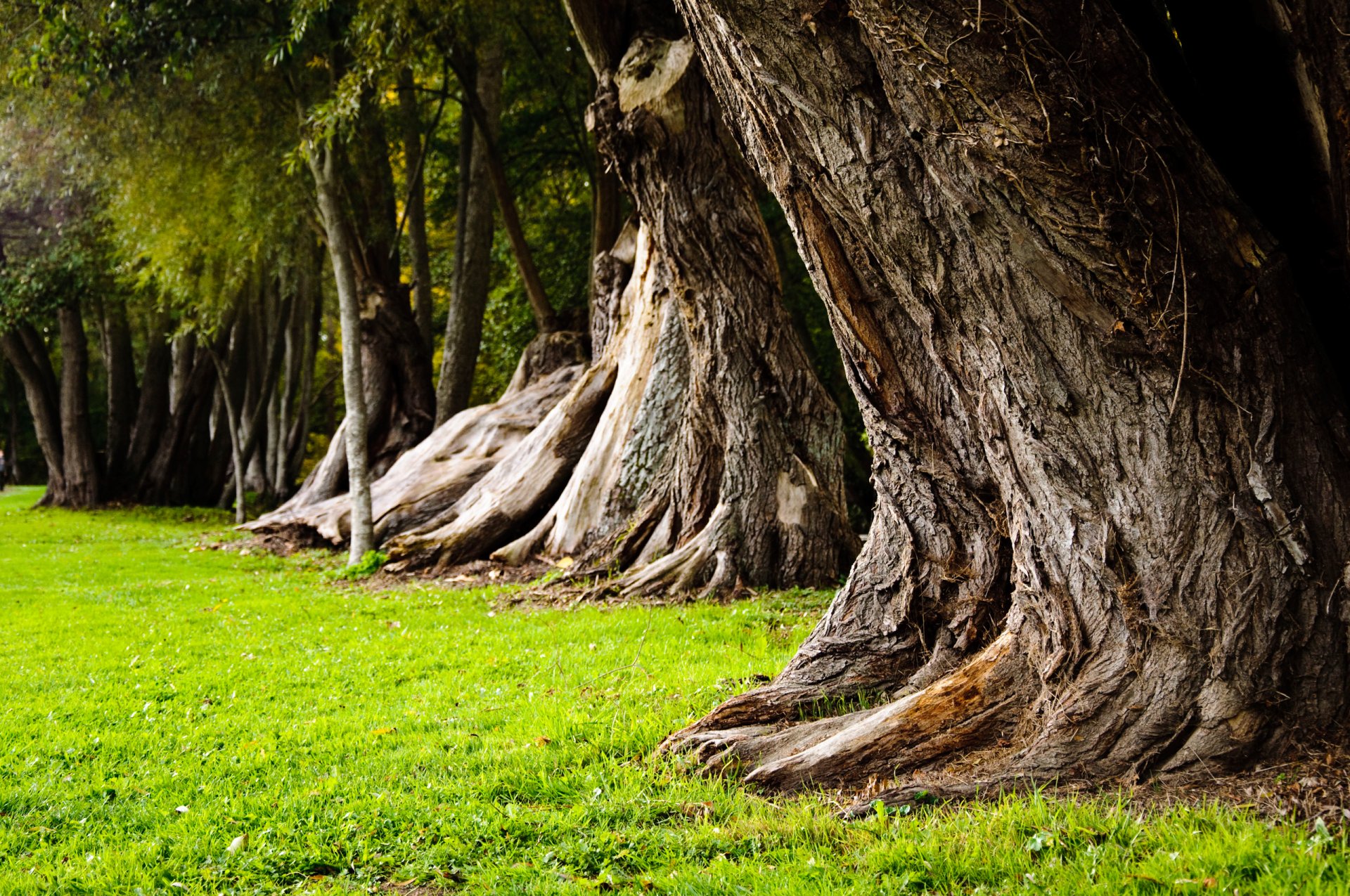 nature tree large turf gra