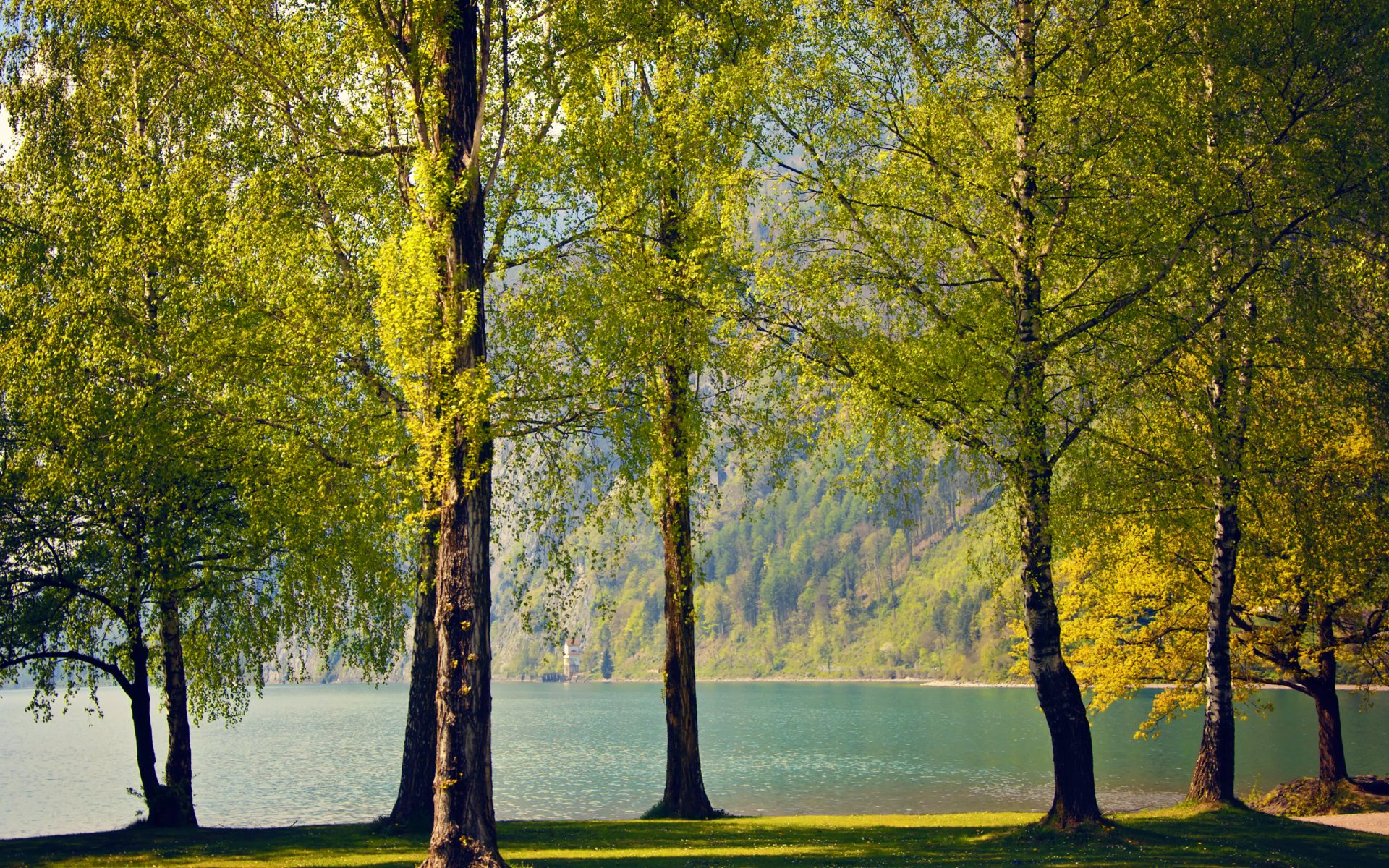 schweiz frühling birken bäume see natur